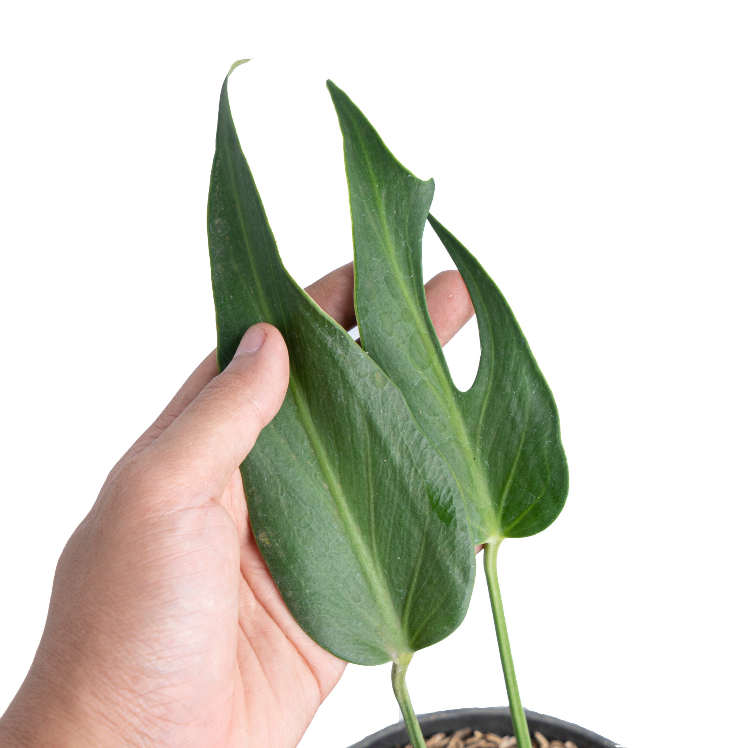 Monstera Burlemarx Flame - Image 4