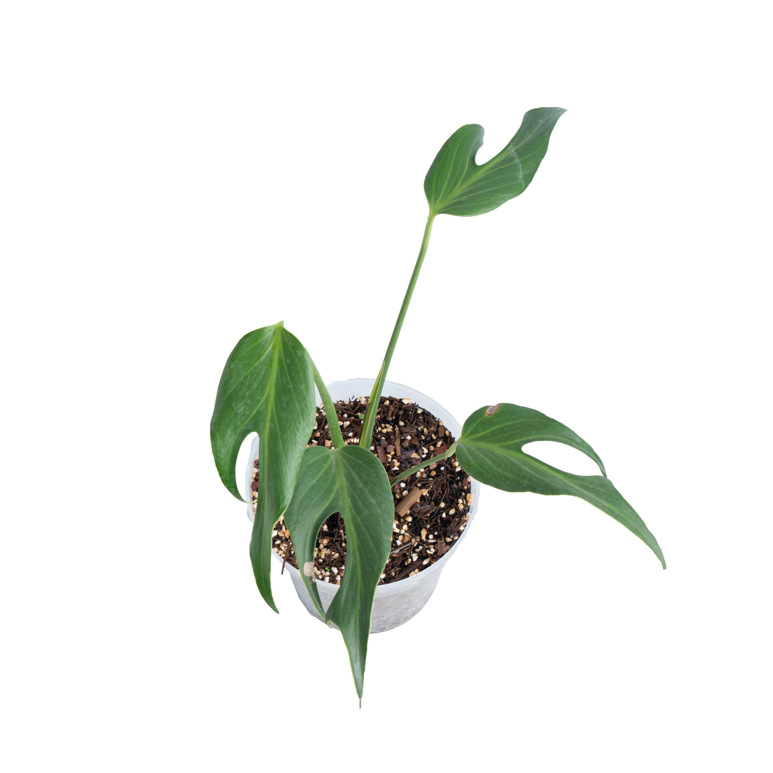 Monstera Burlemarx Flame - Image 5