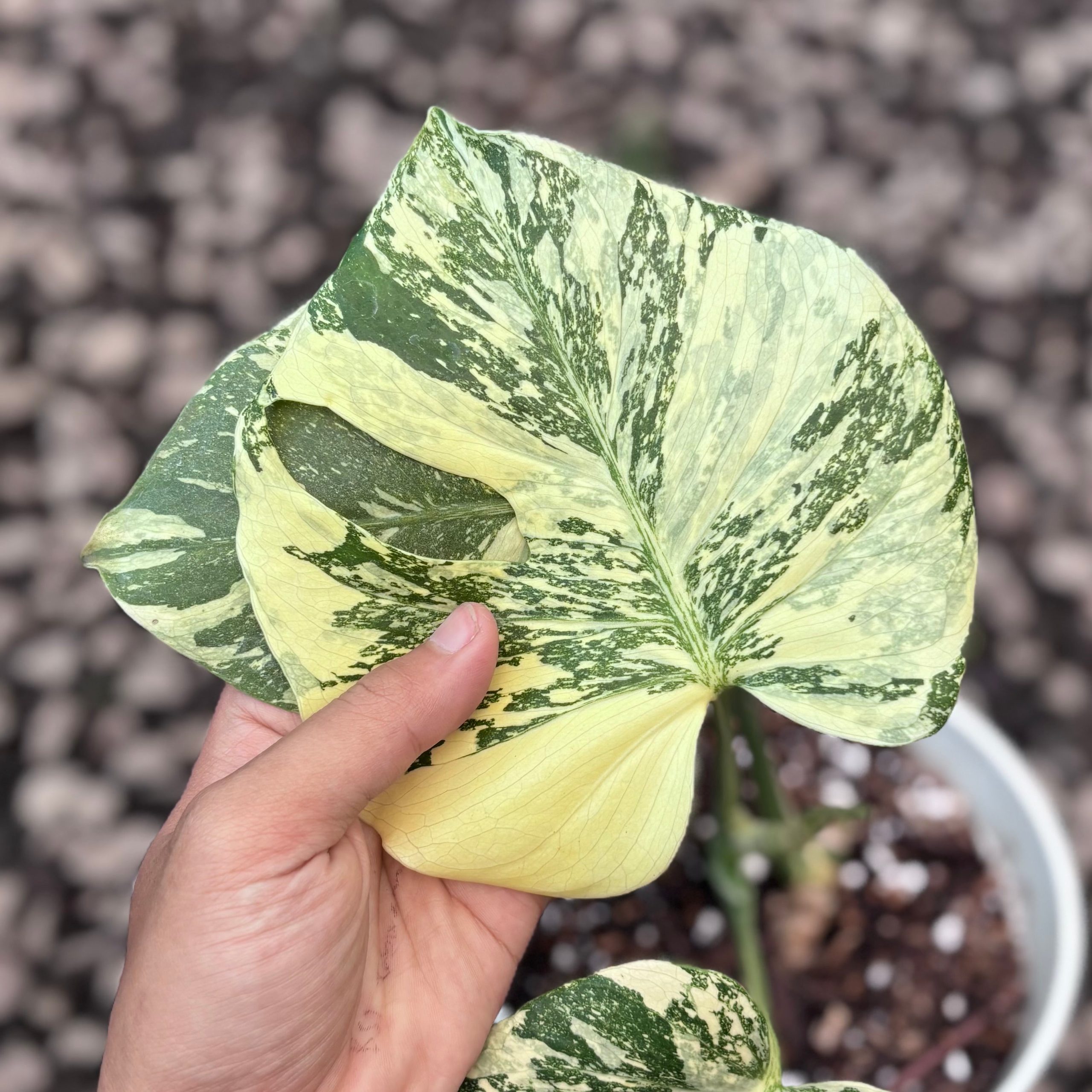 Monstera creme brulee - high variegation - Image 2