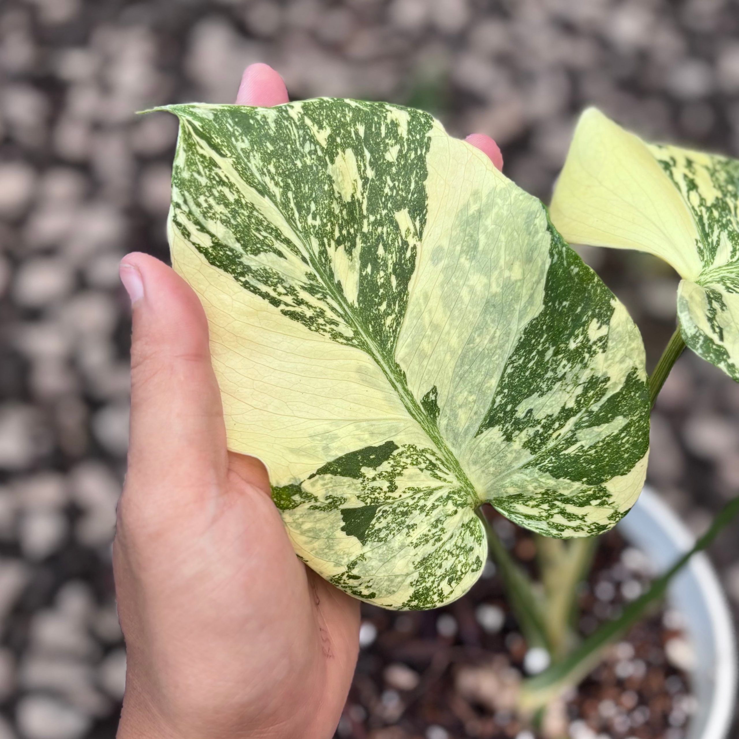 Monstera creme brulee - high variegation - Image 3