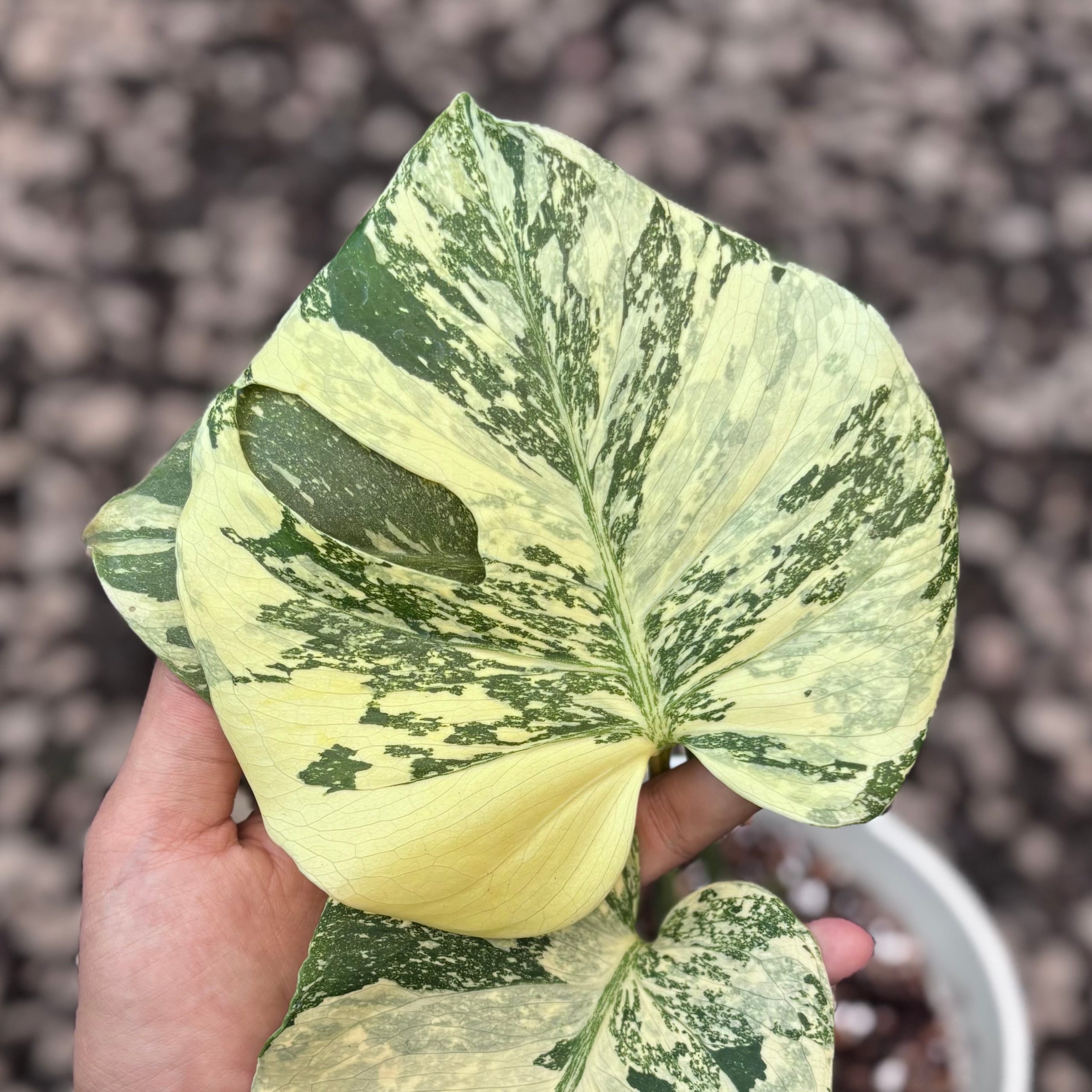 Monstera creme brulee - high variegation - Image 4