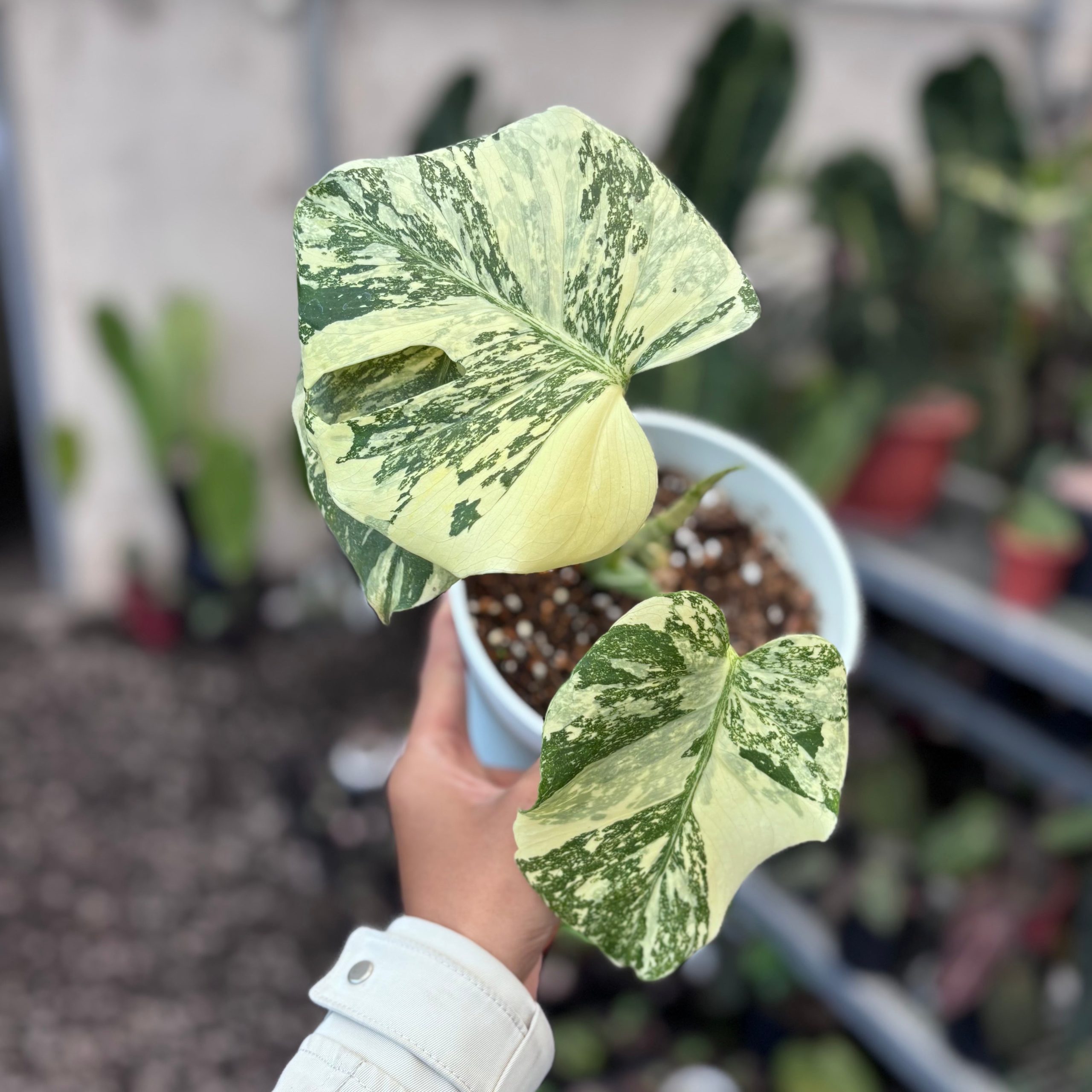 Monstera creme brulee - high variegation - Image 5