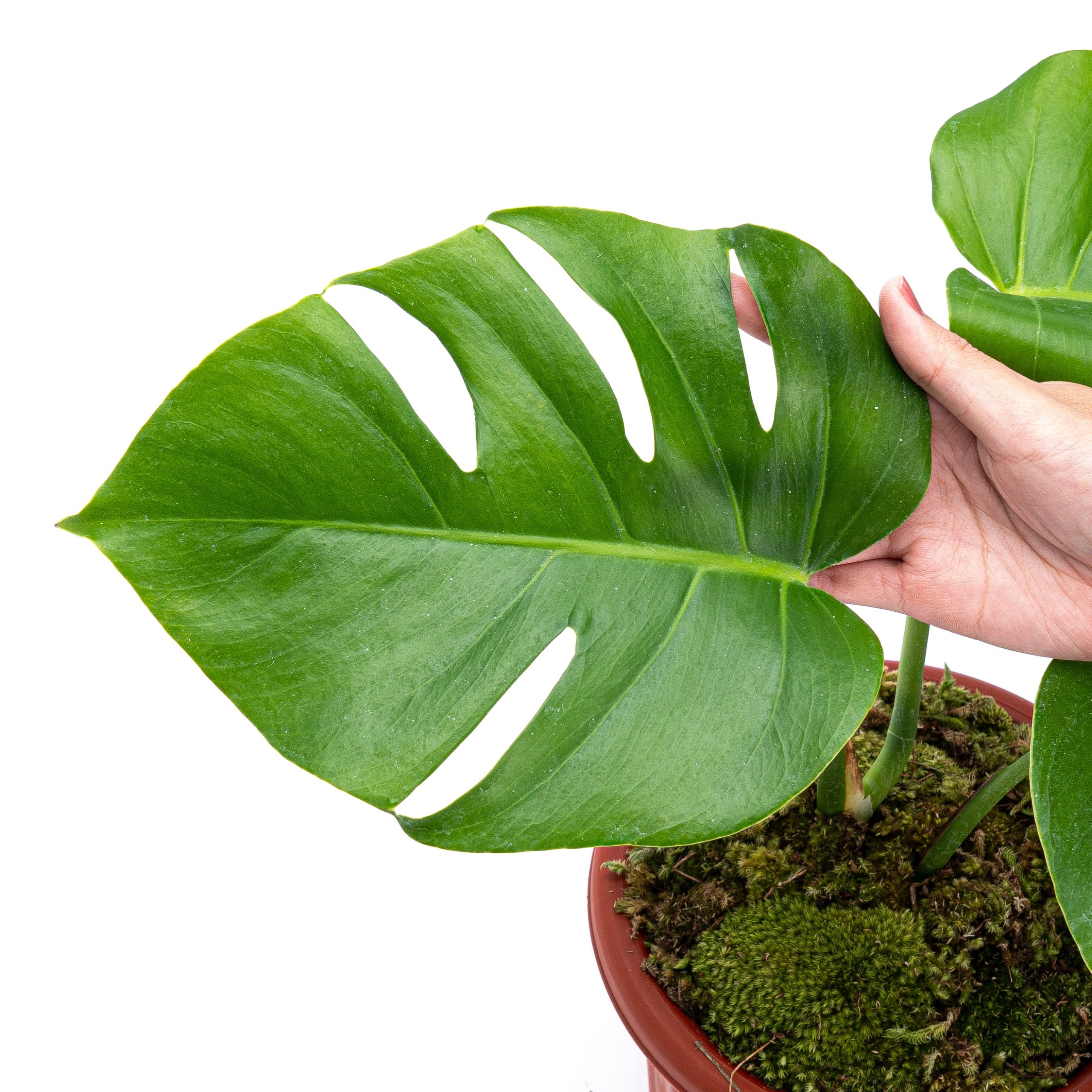 Monstera borsigiana - Image 2