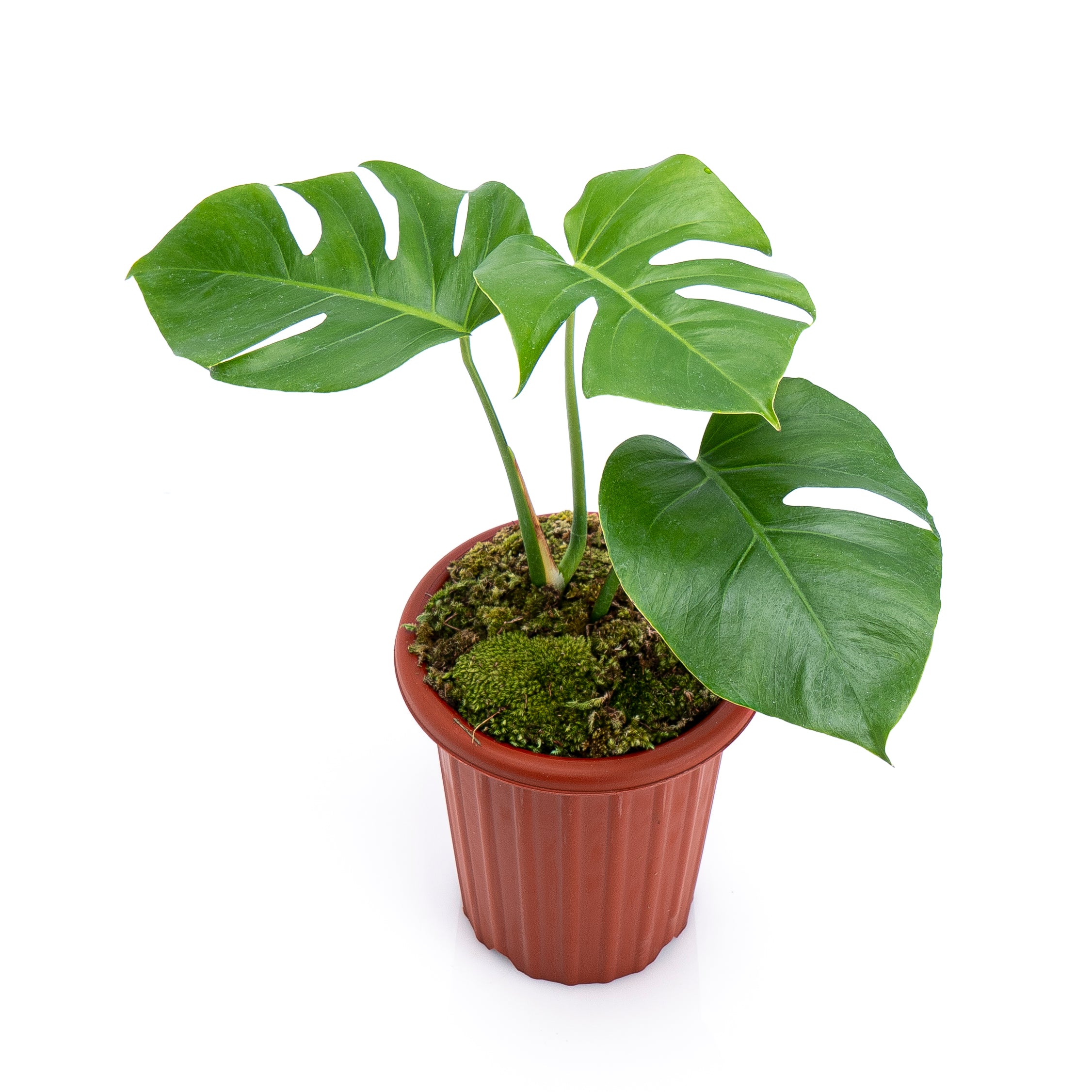 Monstera borsigiana - Image 3
