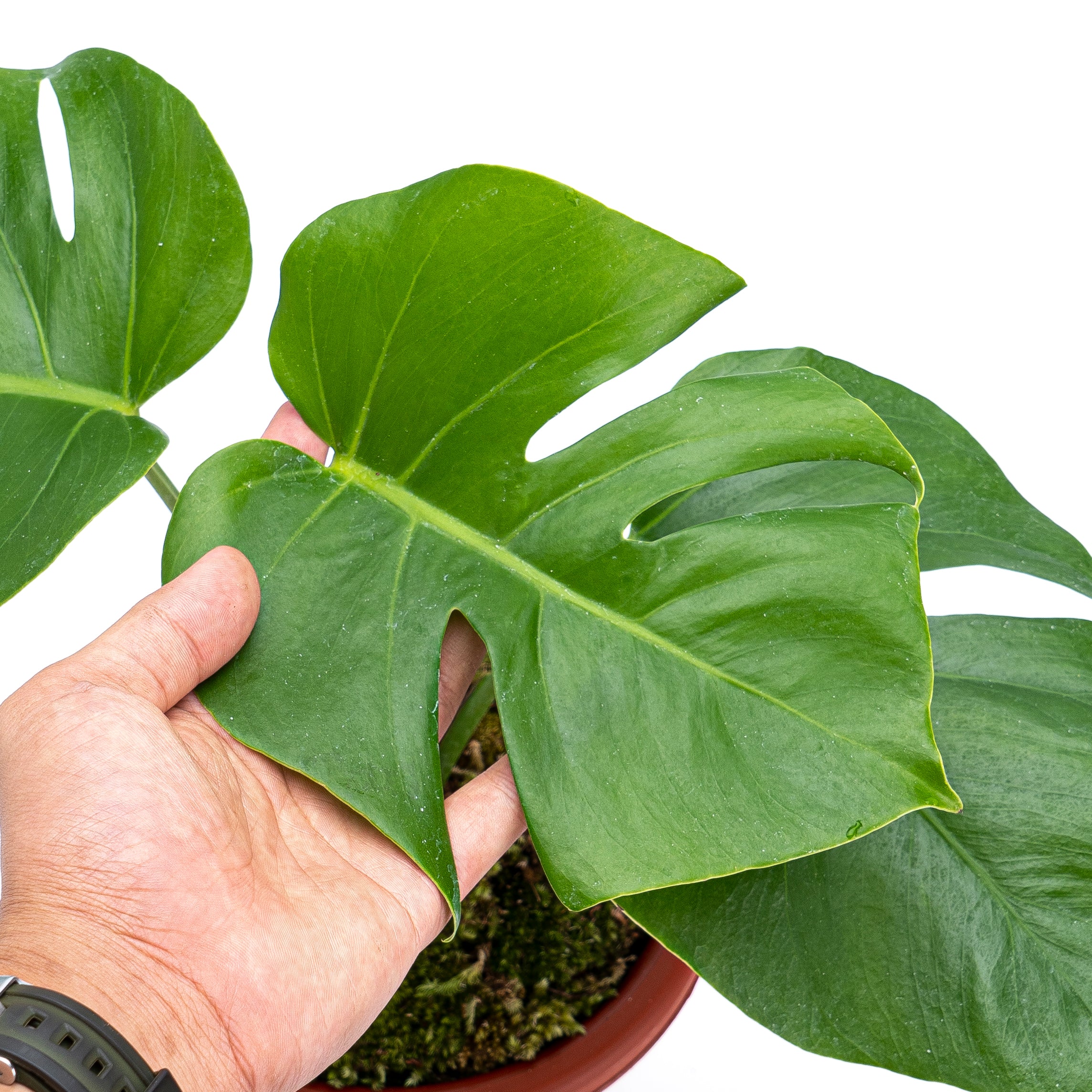 Monstera borsigiana - Image 4