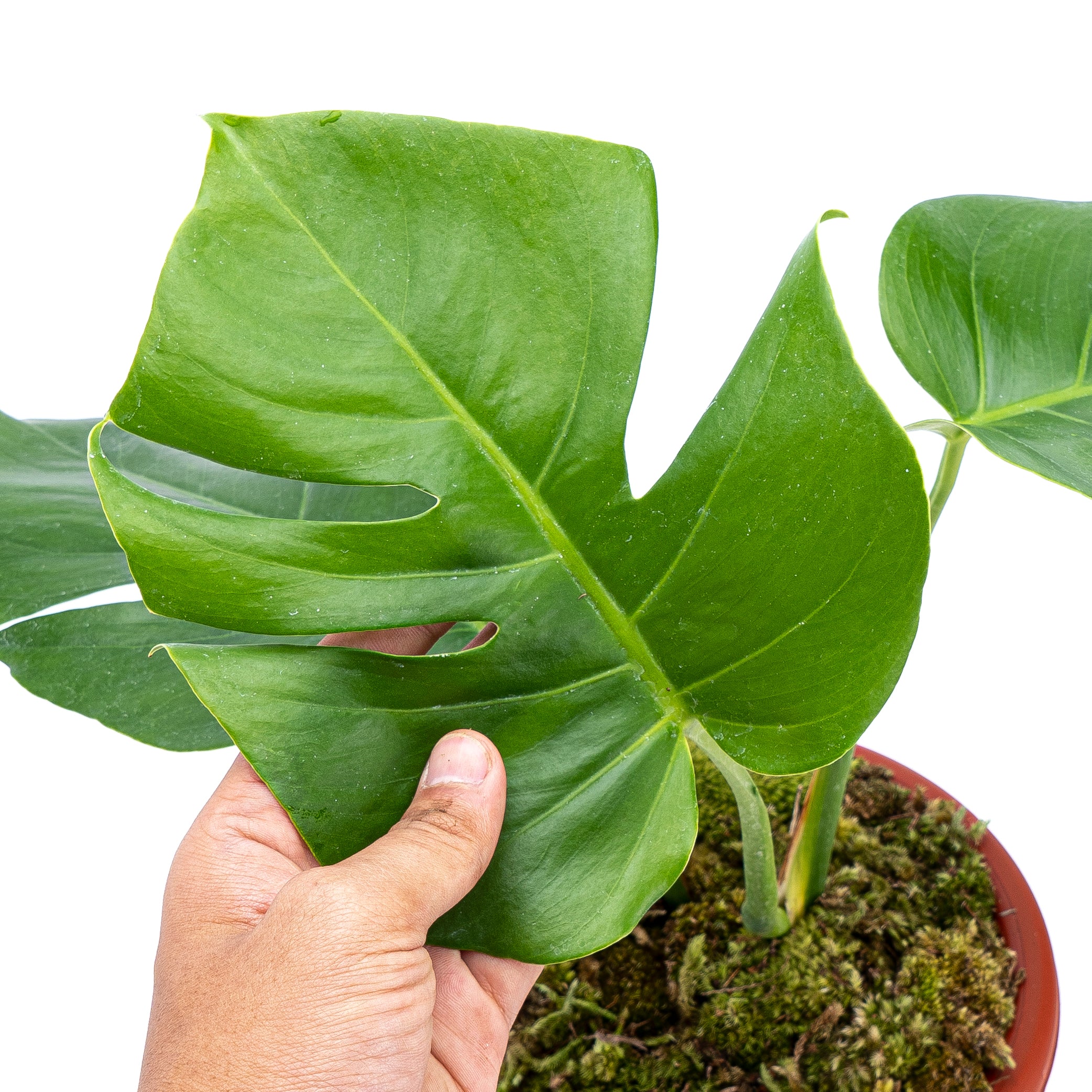 Monstera borsigiana - Image 5