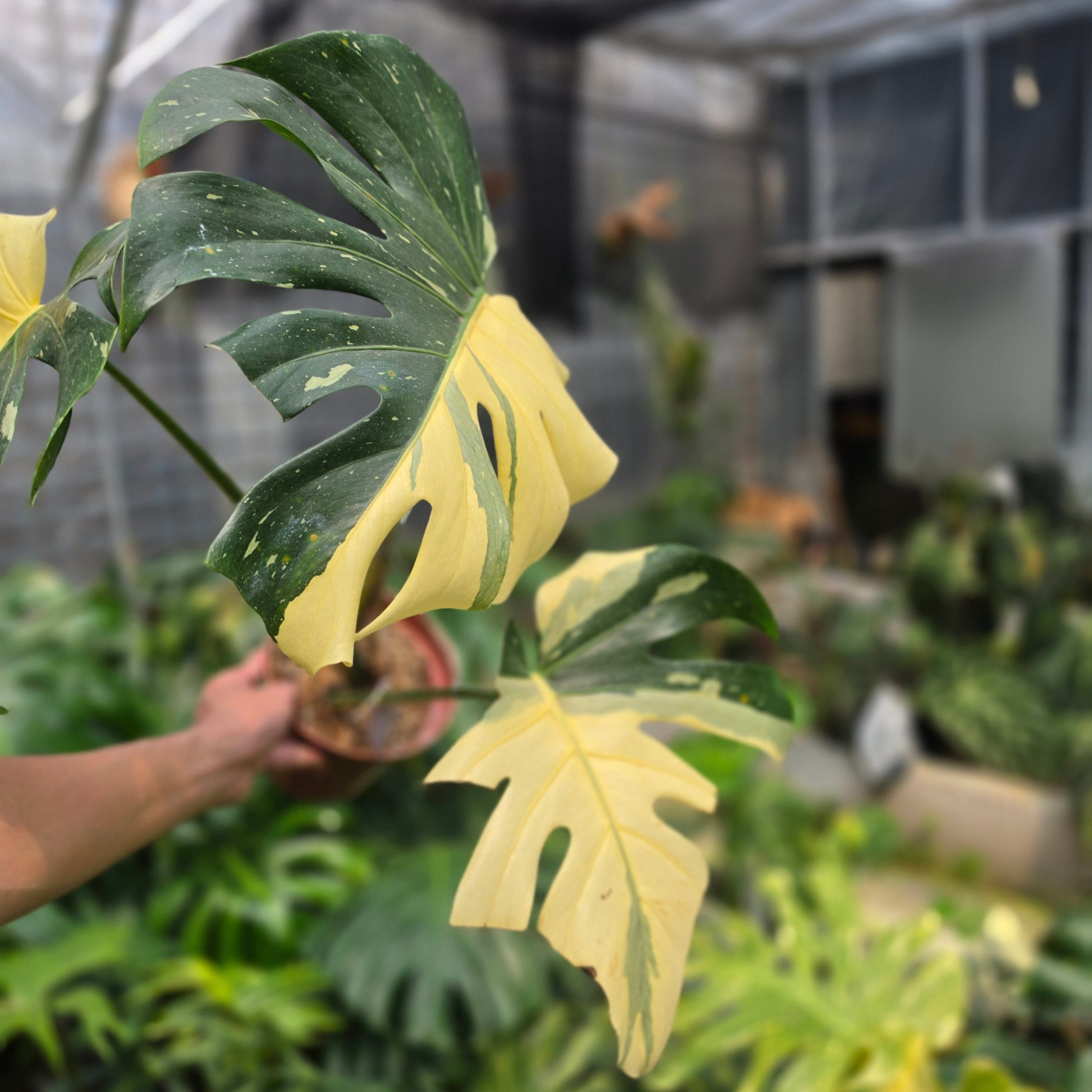Monstera Deliciosa 'Casper'