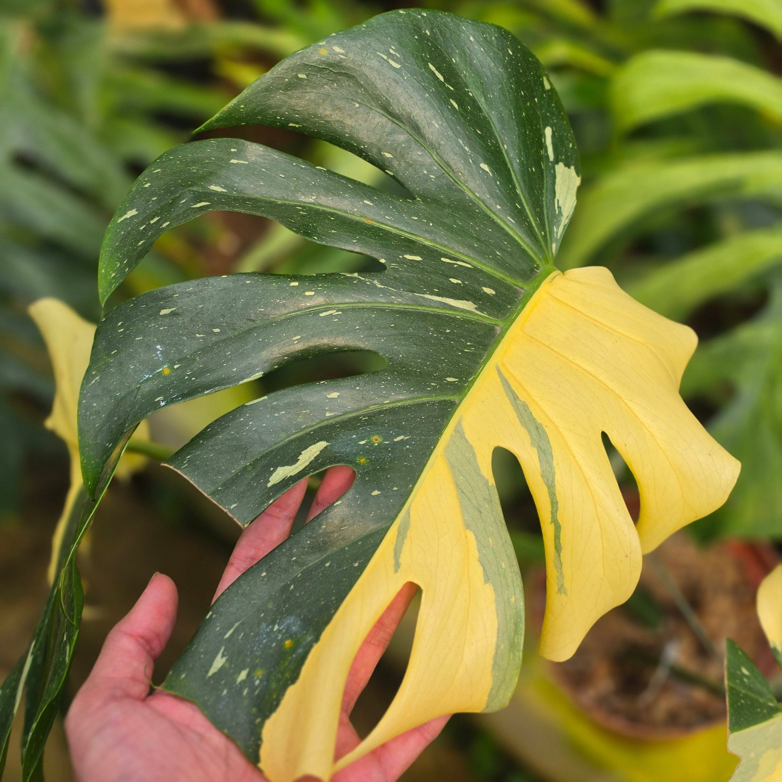 Monstera Deliciosa 'Casper' - Image 2