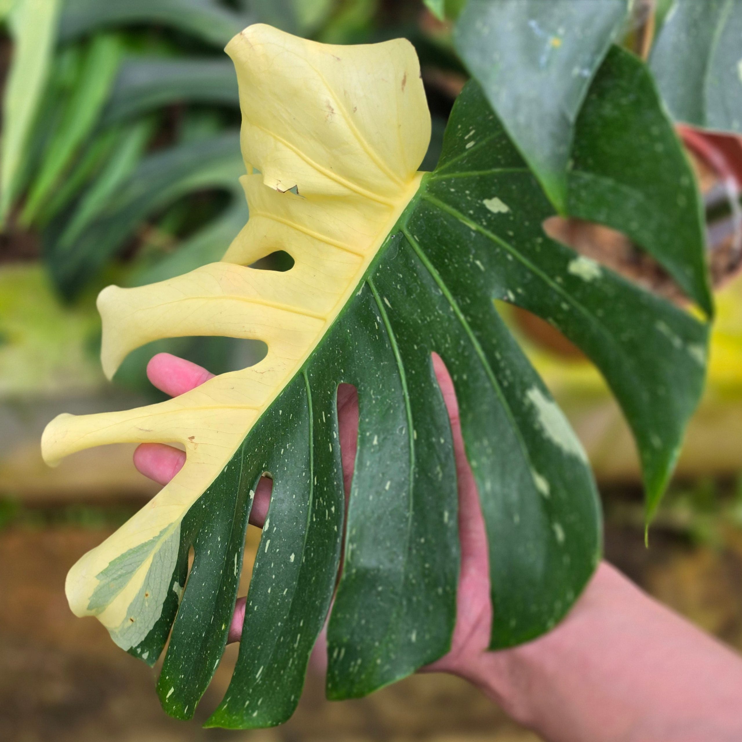 Monstera Deliciosa 'Casper' - Image 3