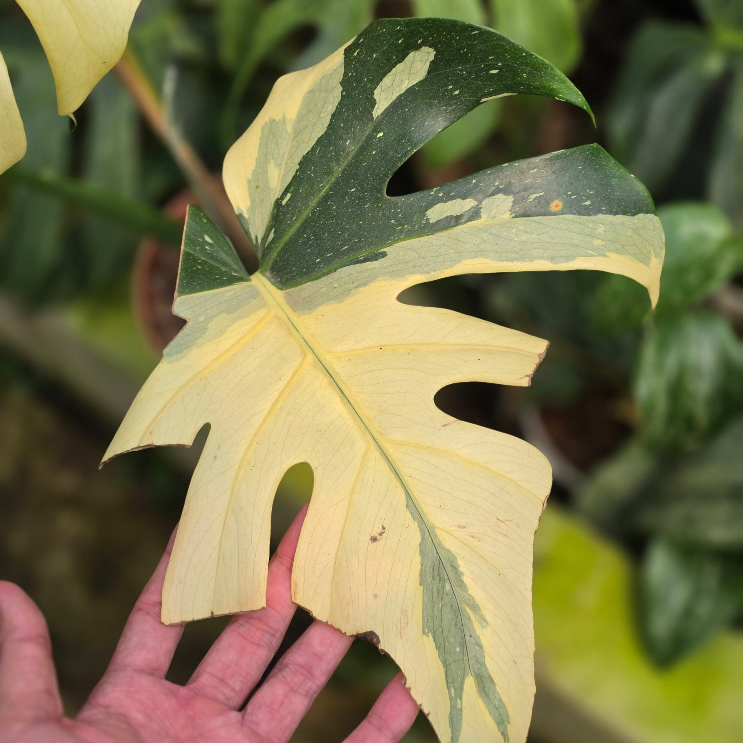 Monstera Deliciosa 'Casper' - Image 4