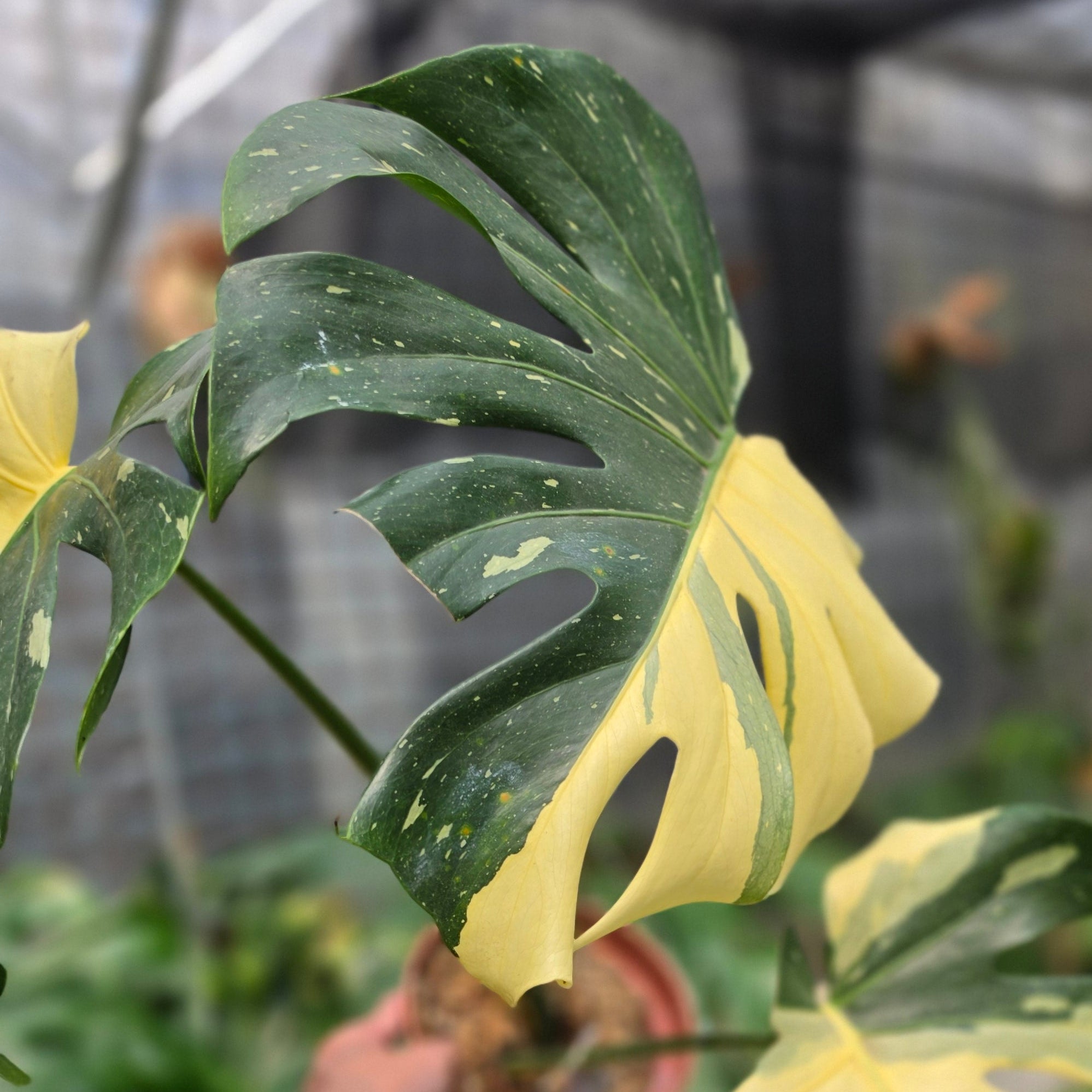 Monstera Deliciosa 'Casper' - Image 5