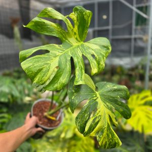 Monstera deliciosa 'Masterpiece'