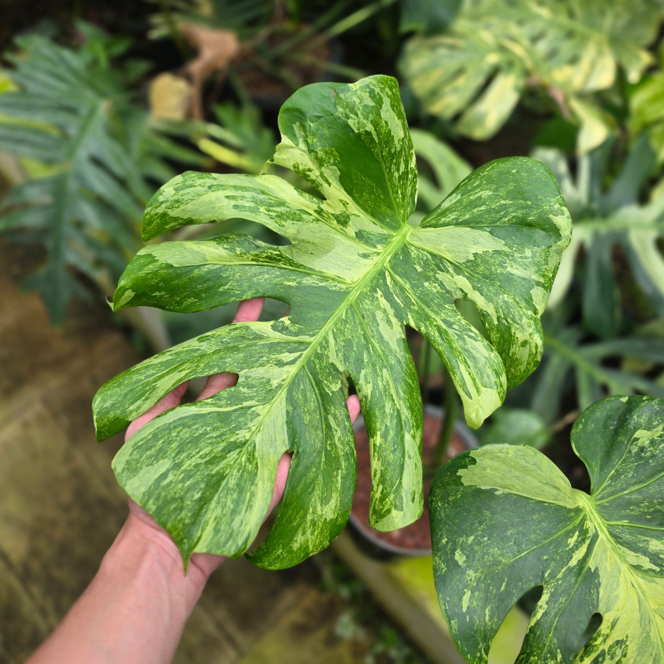 Monstera deliciosa 'Masterpiece' - Image 2