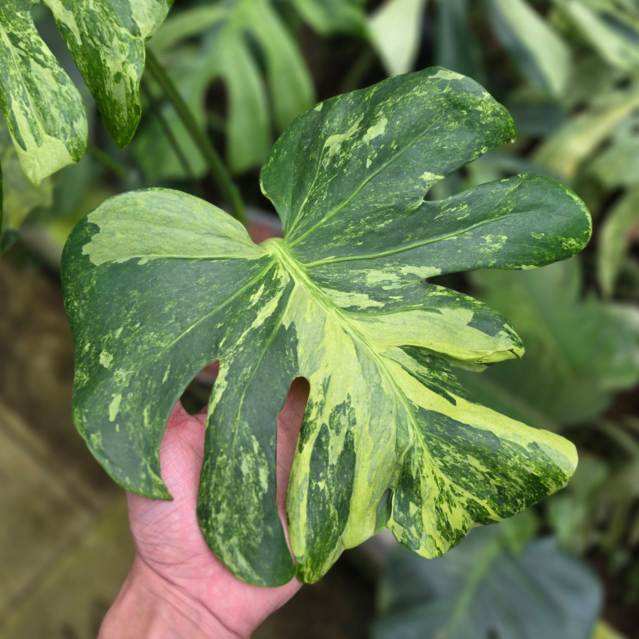 Monstera deliciosa 'Masterpiece' - Image 3