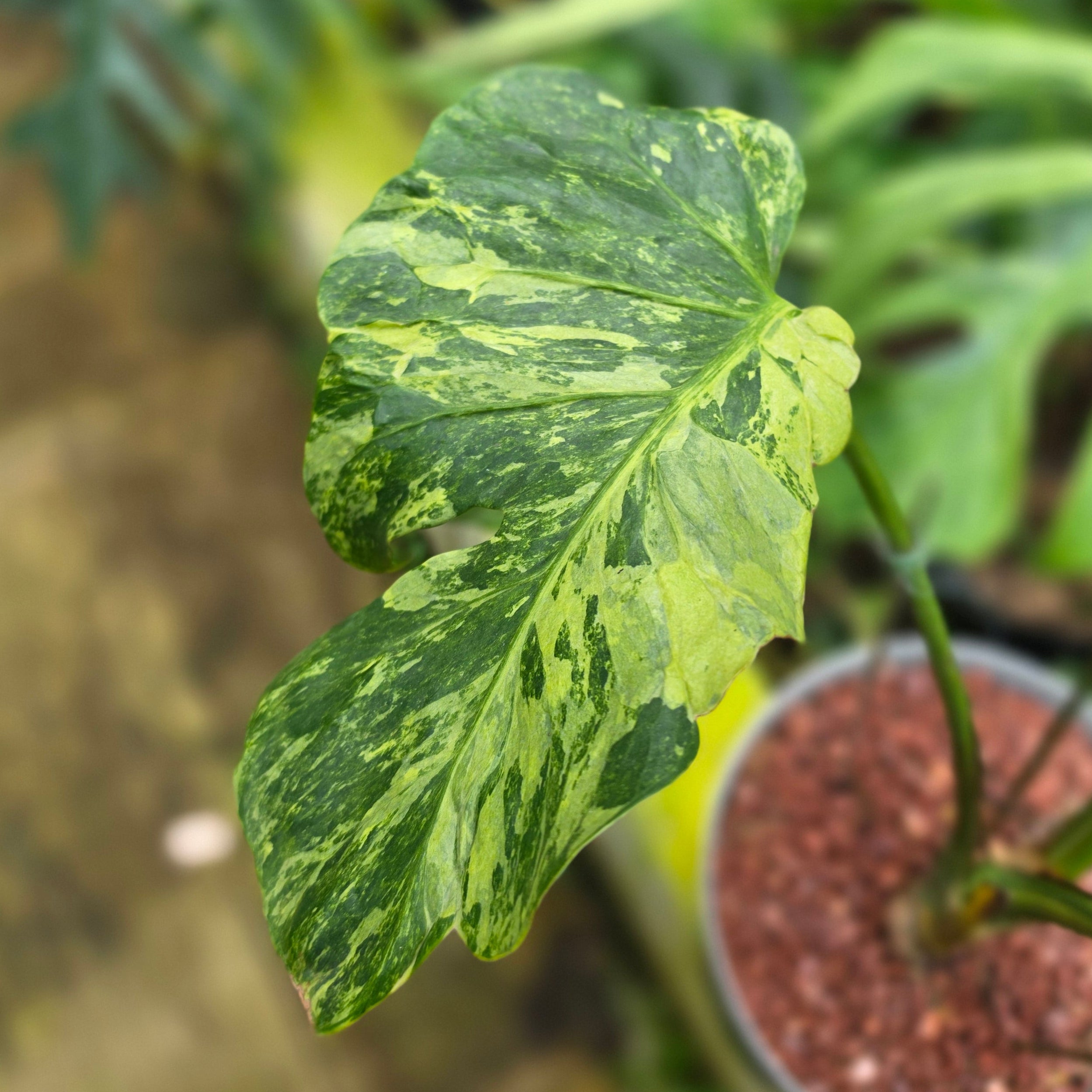 Monstera deliciosa 'Masterpiece' - Image 4