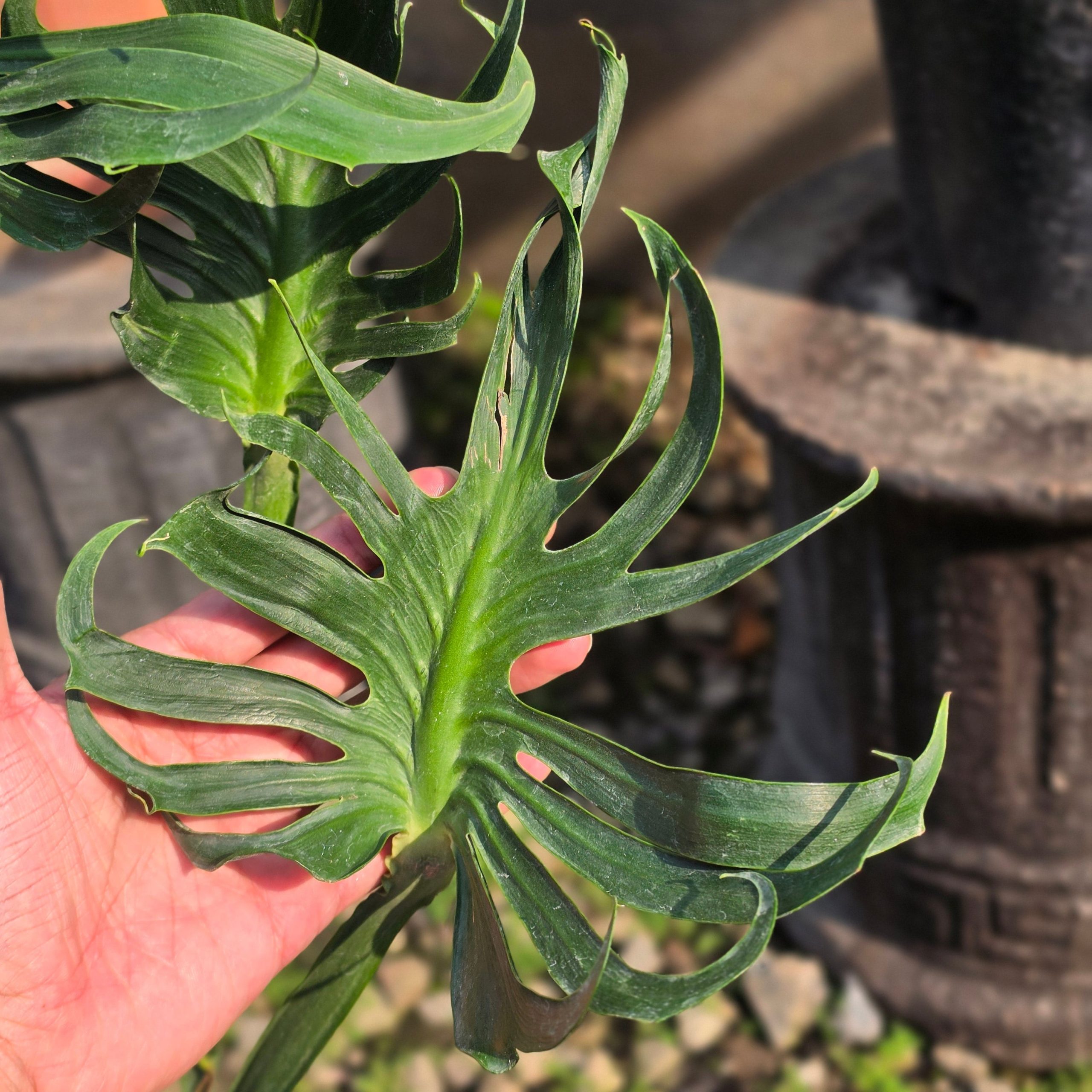 Monstera deliciosa unniiae - Image 2