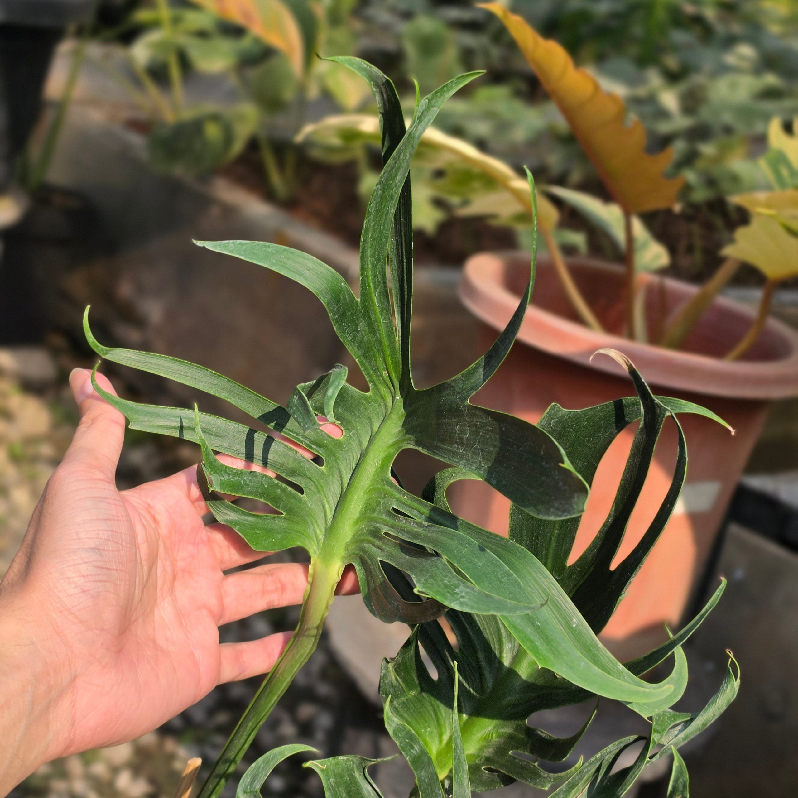 Monstera deliciosa unniiae - Image 3