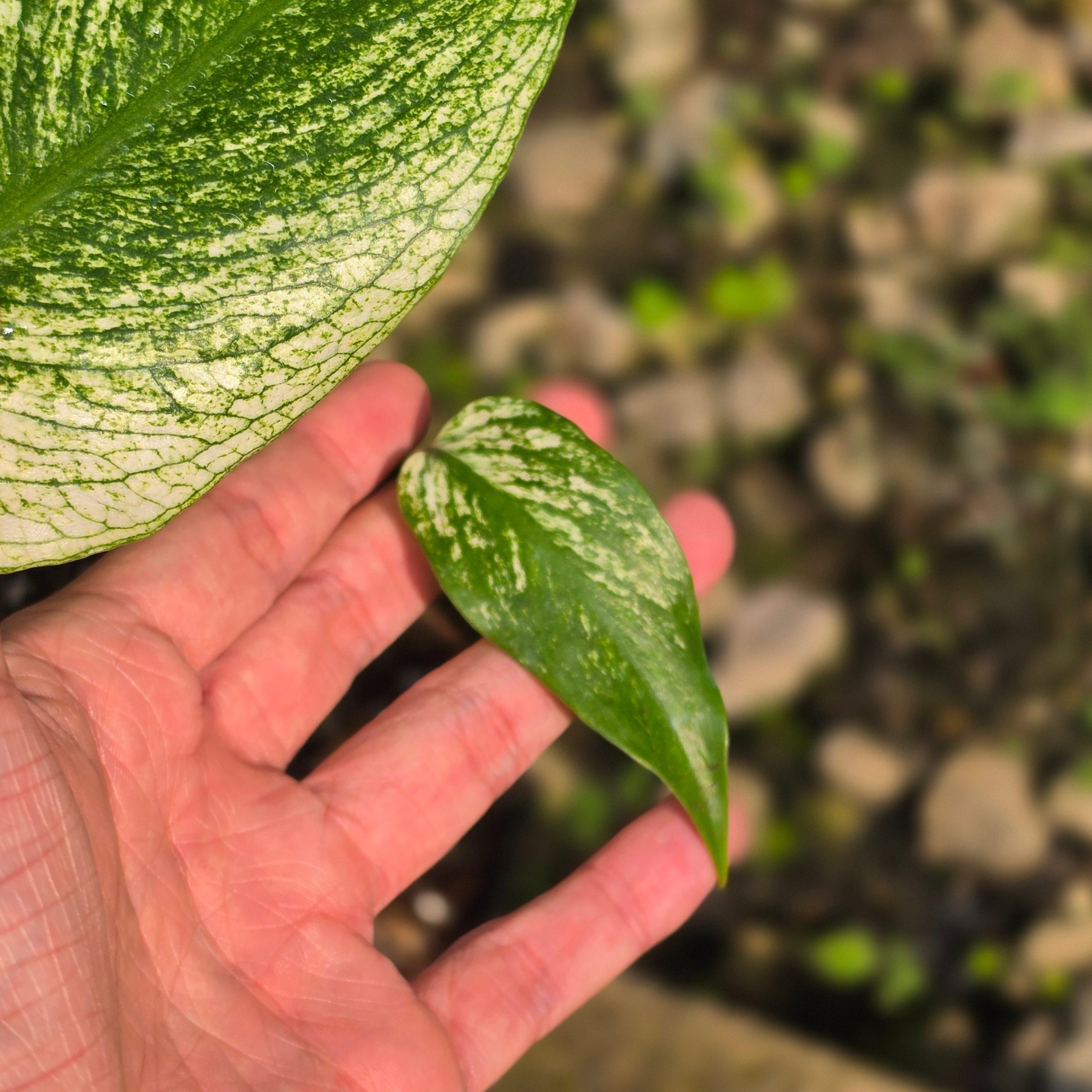 Monstera devil monster - Image 3