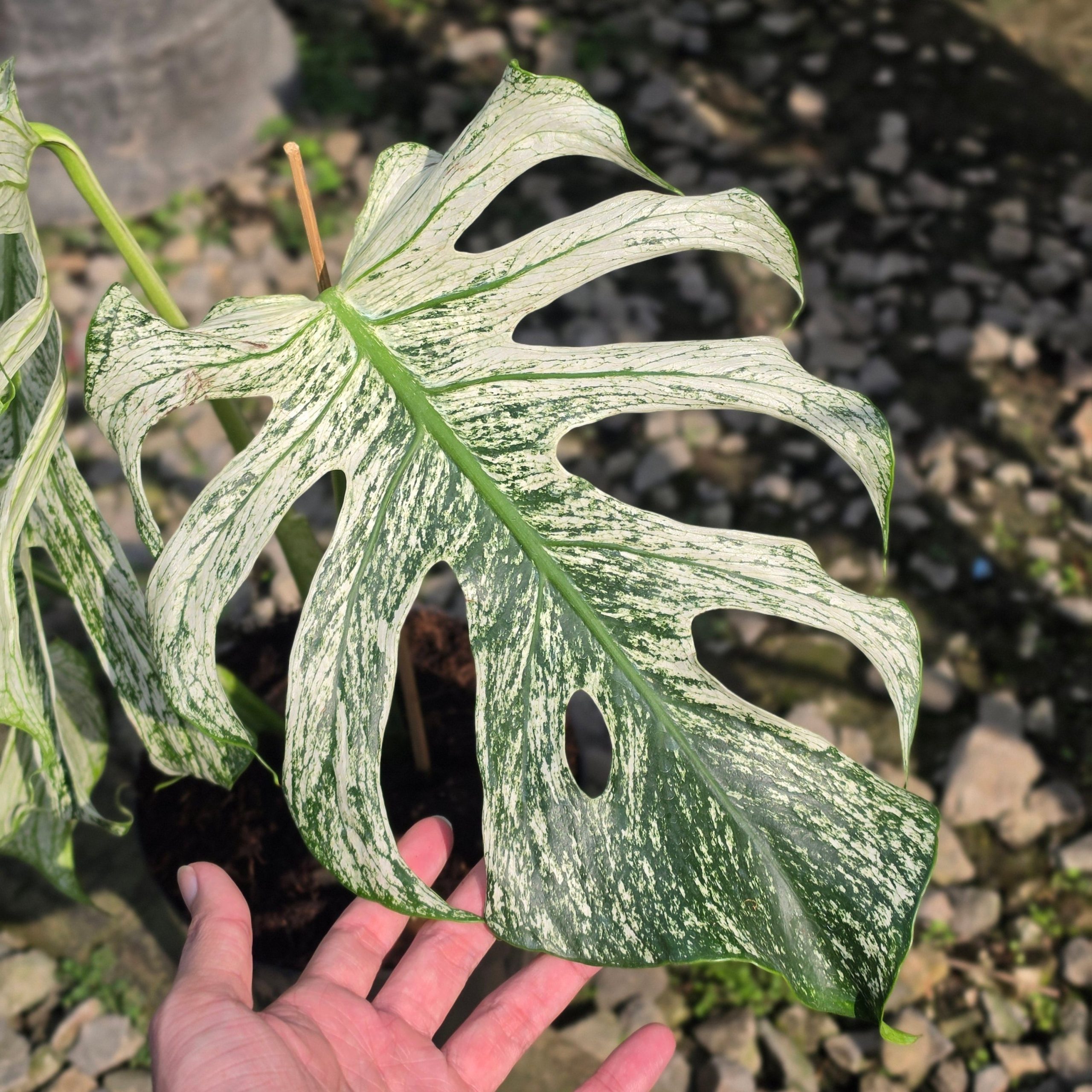 Monstera devil monster - mature size - Image 2