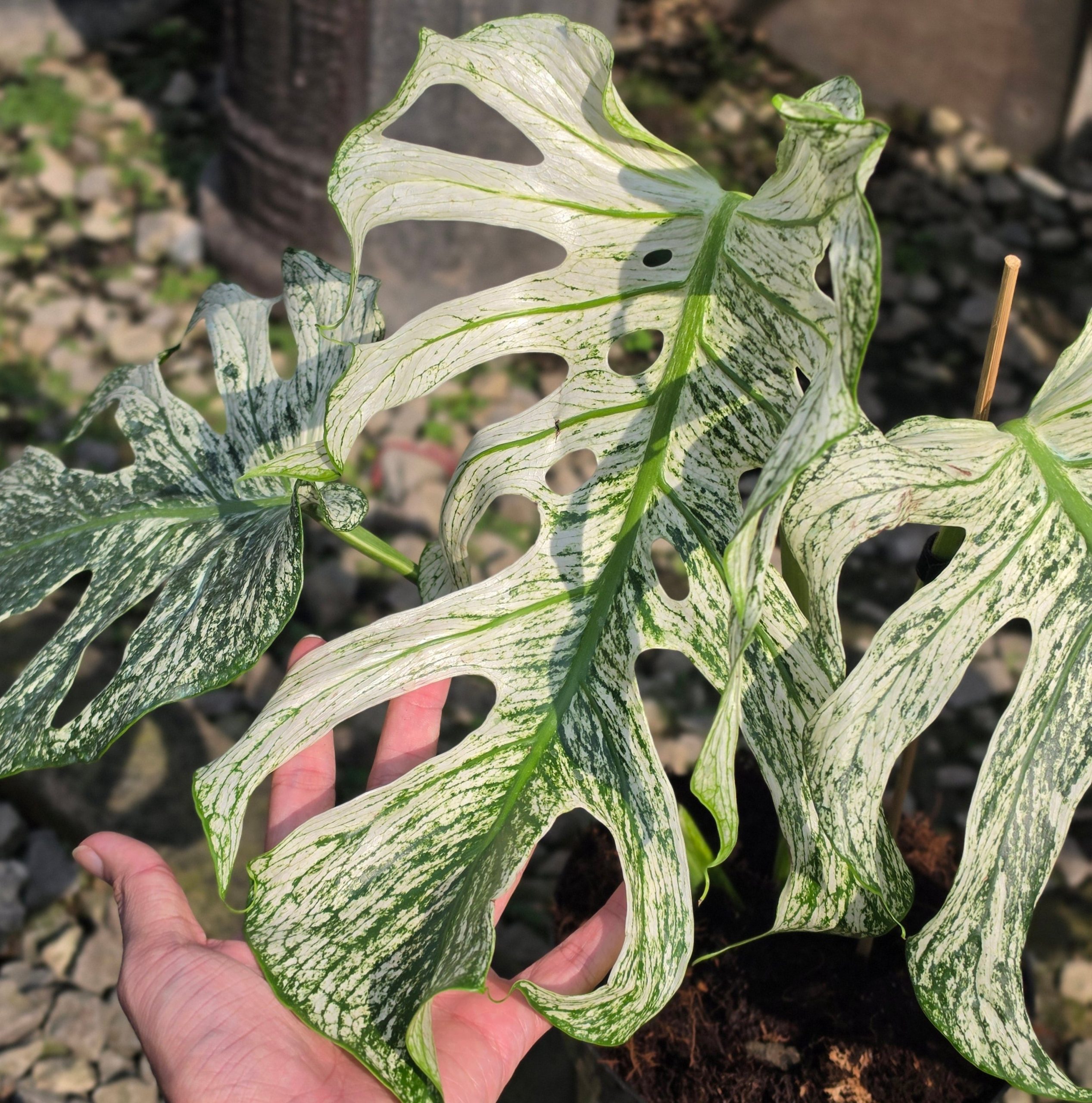 Monstera devil monster - mature size - Image 3
