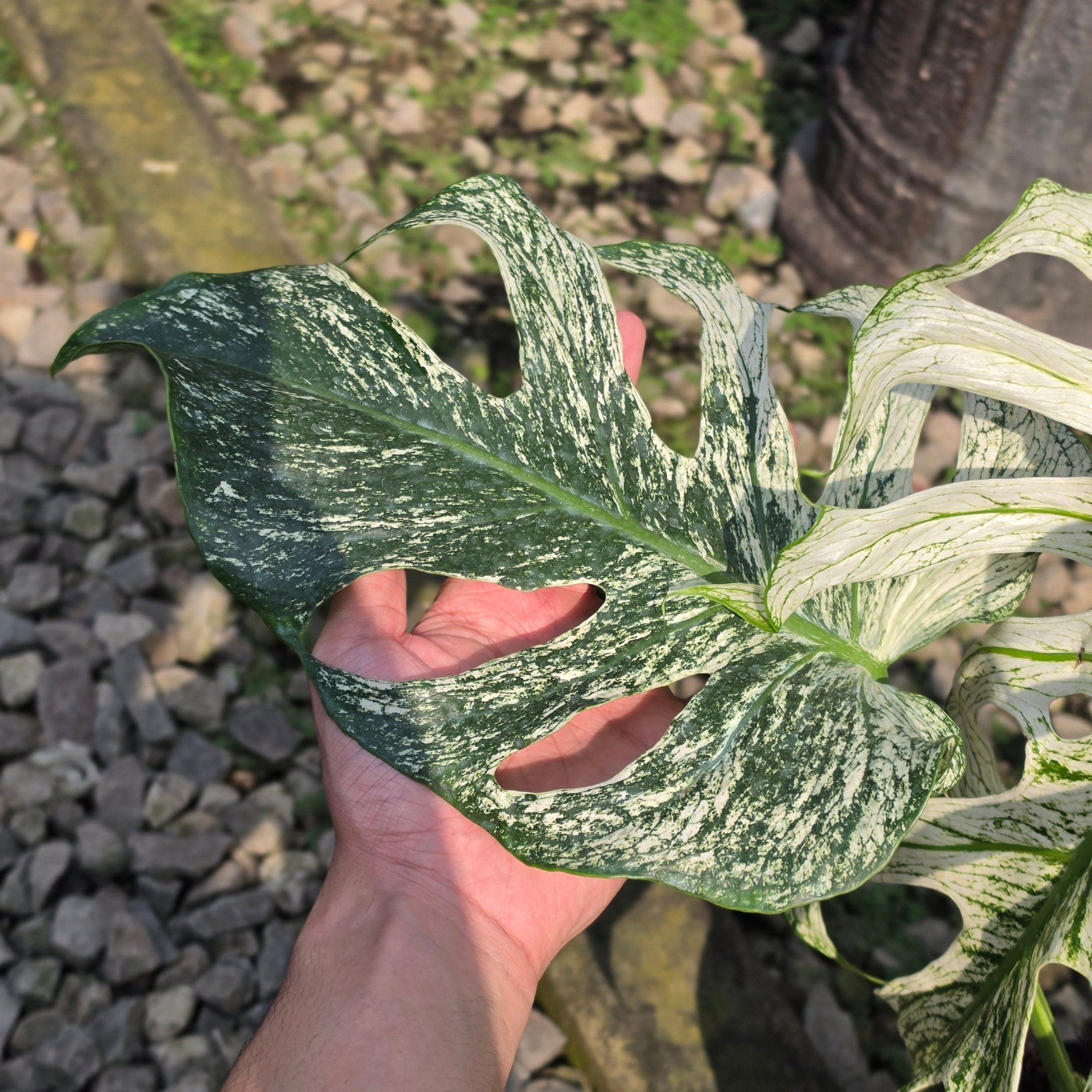 Monstera devil monster - mature size - Image 4