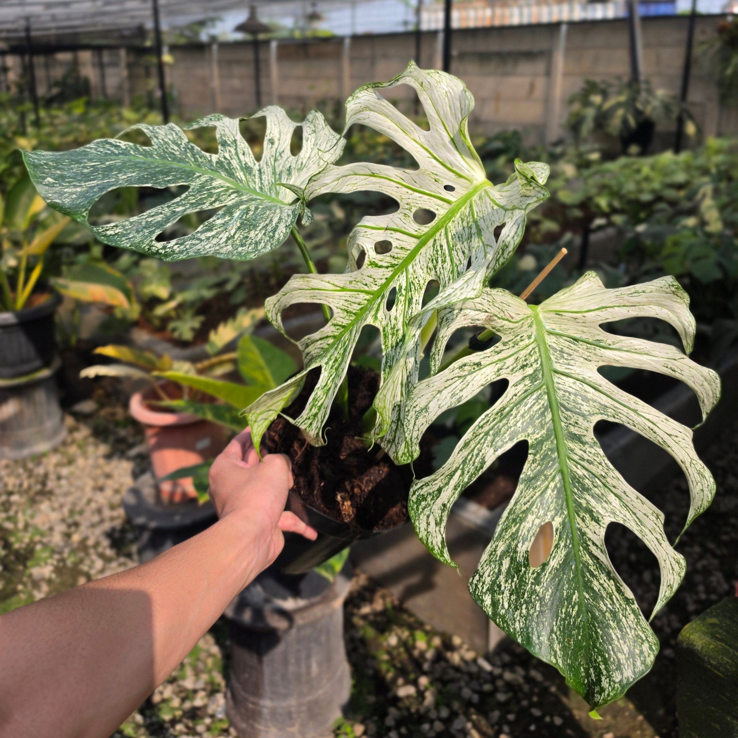 Monstera devil monster - mature size - Image 5