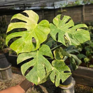 Monstera double platinum variegated - mature size