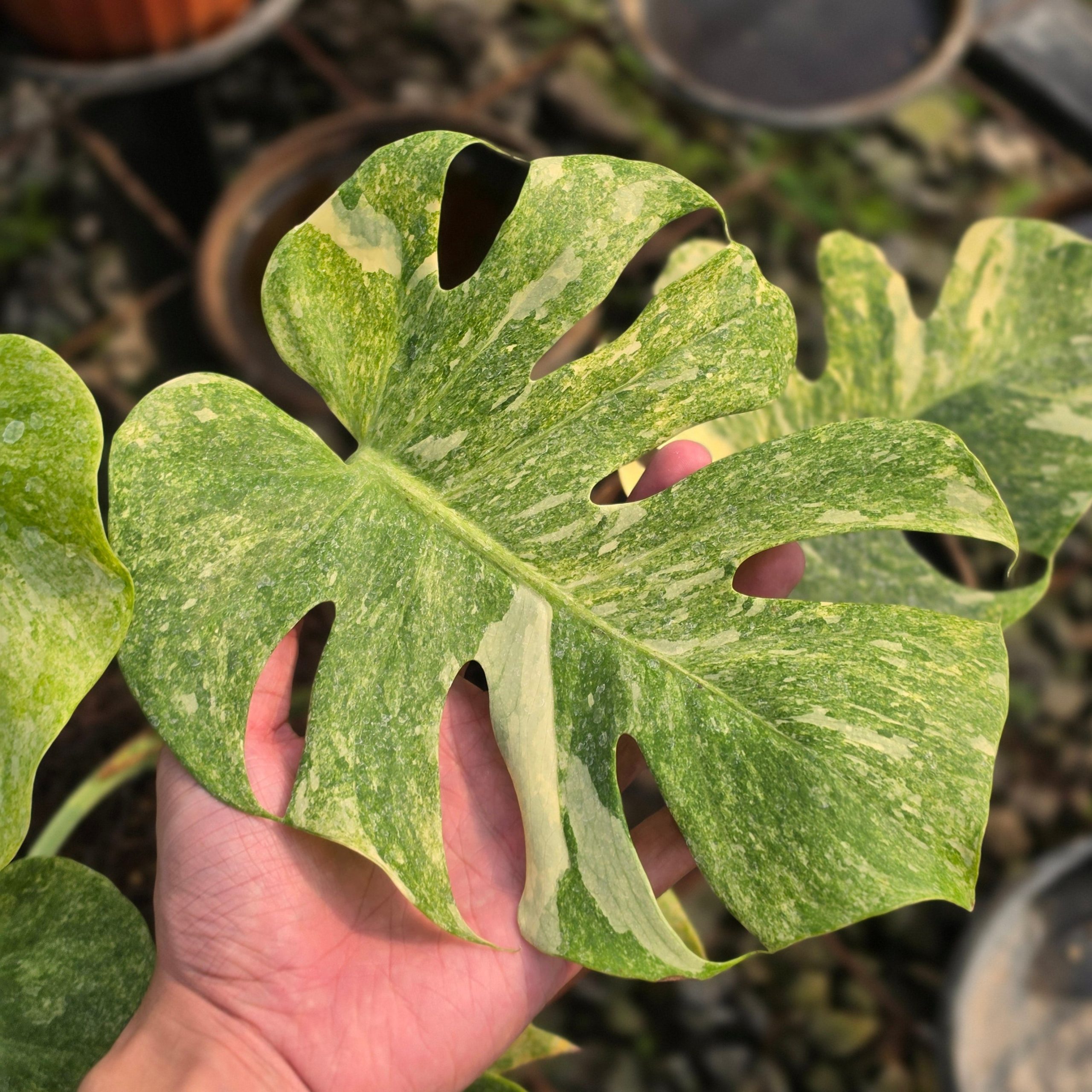 Monstera double platinum variegated - mature size - Image 2