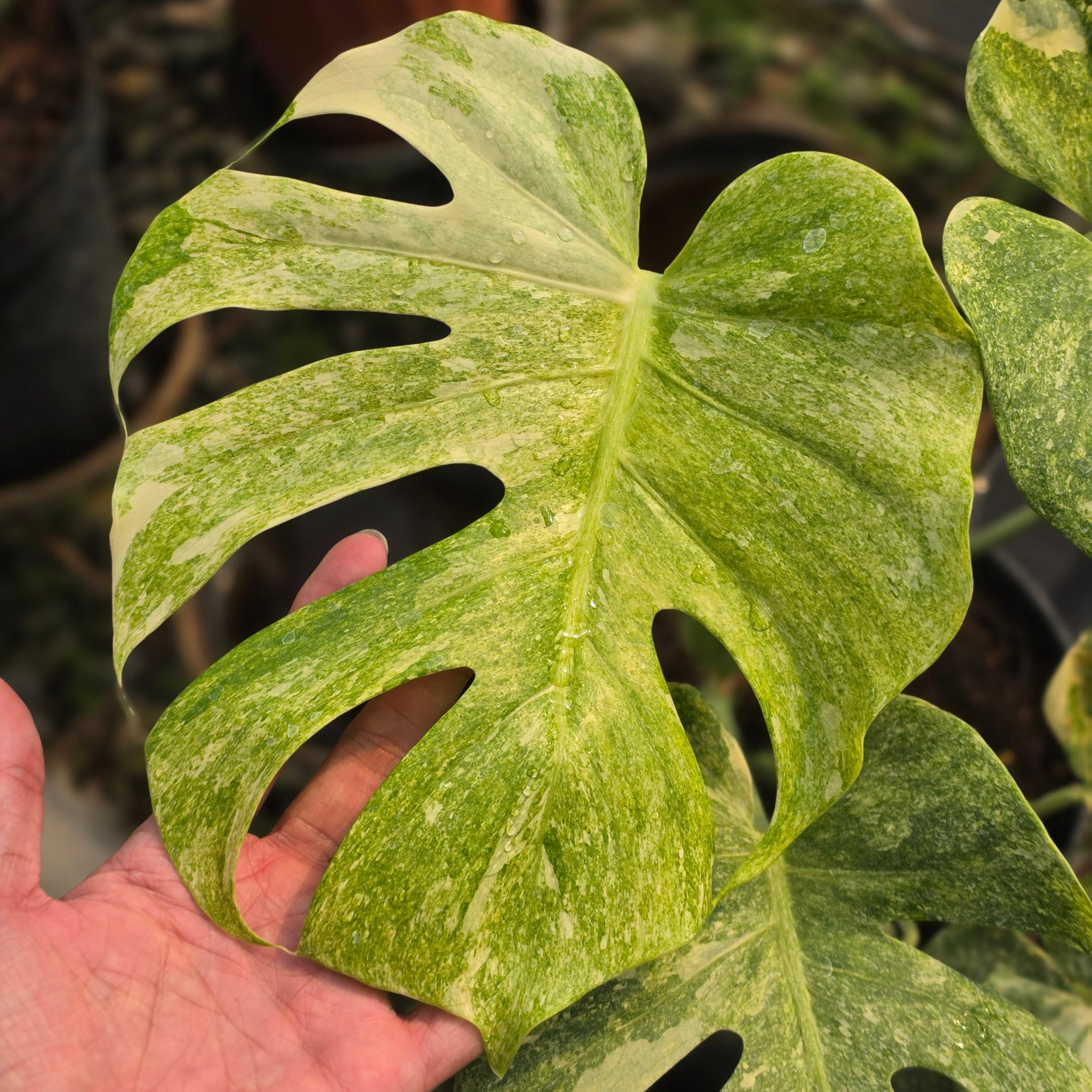 Monstera double platinum variegated - mature size - Image 3