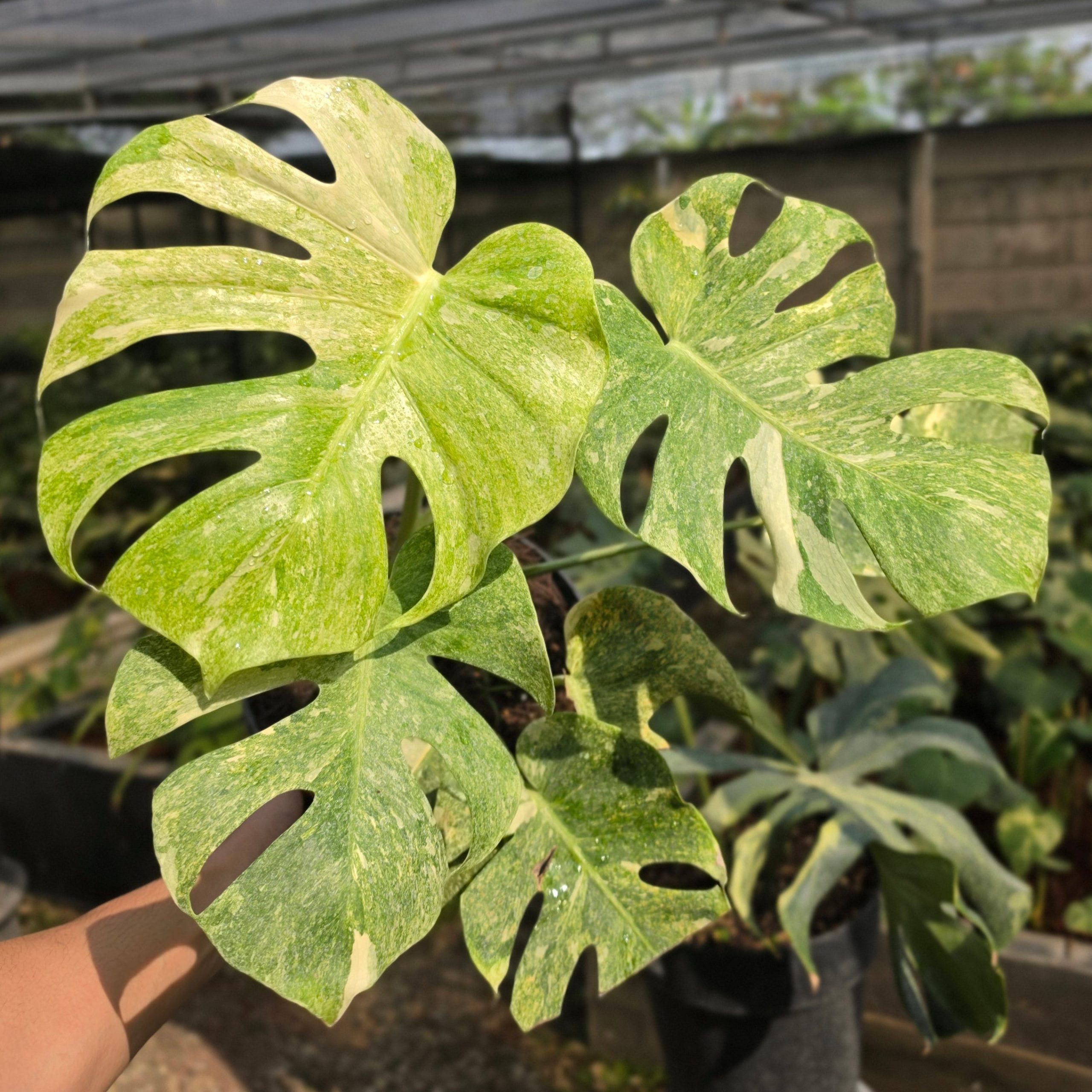 Monstera double platinum variegated - mature size - Image 4