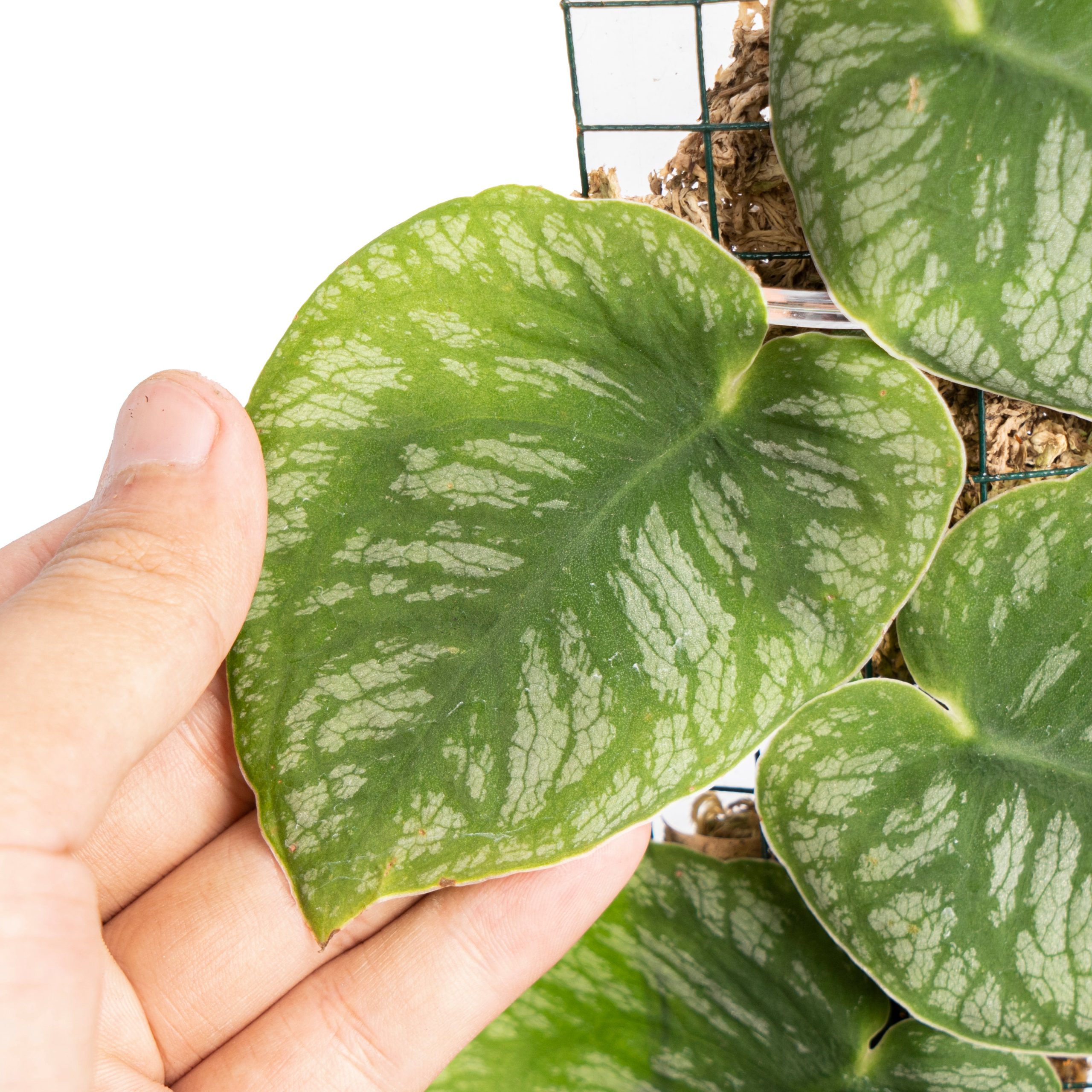 Monstera Dubia - Image 2