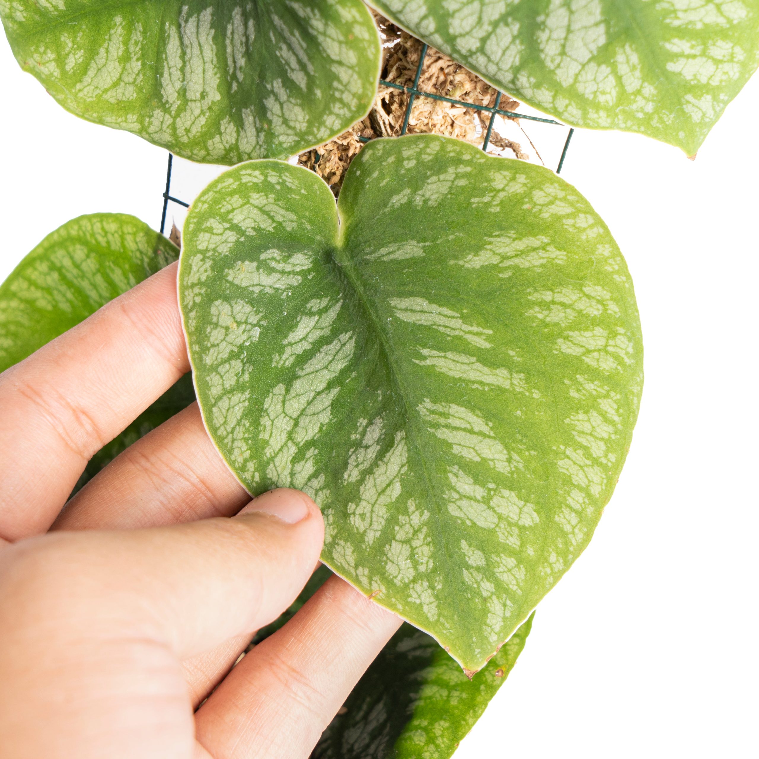 Monstera Dubia - Image 3