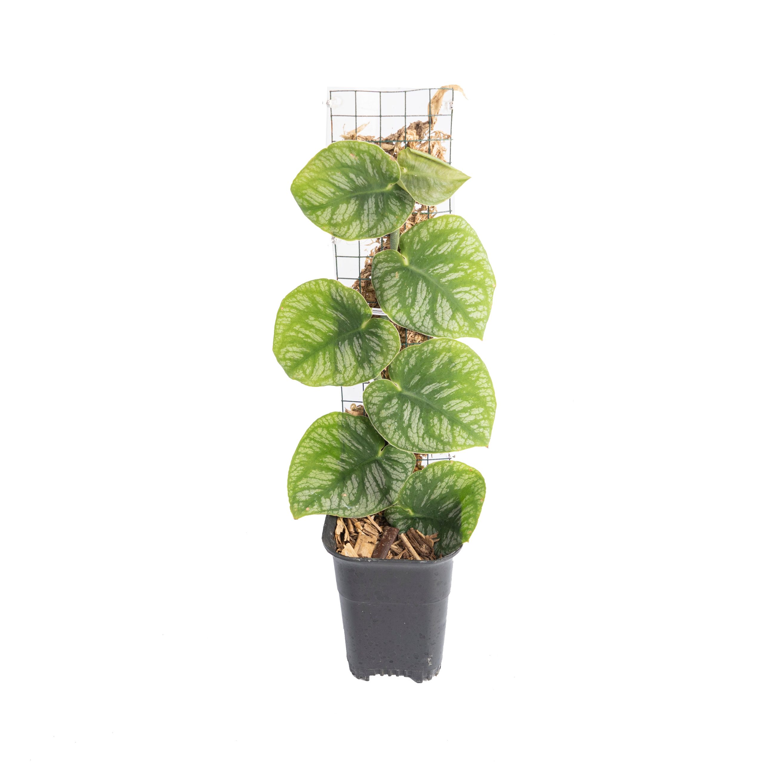 Monstera Dubia - Image 4