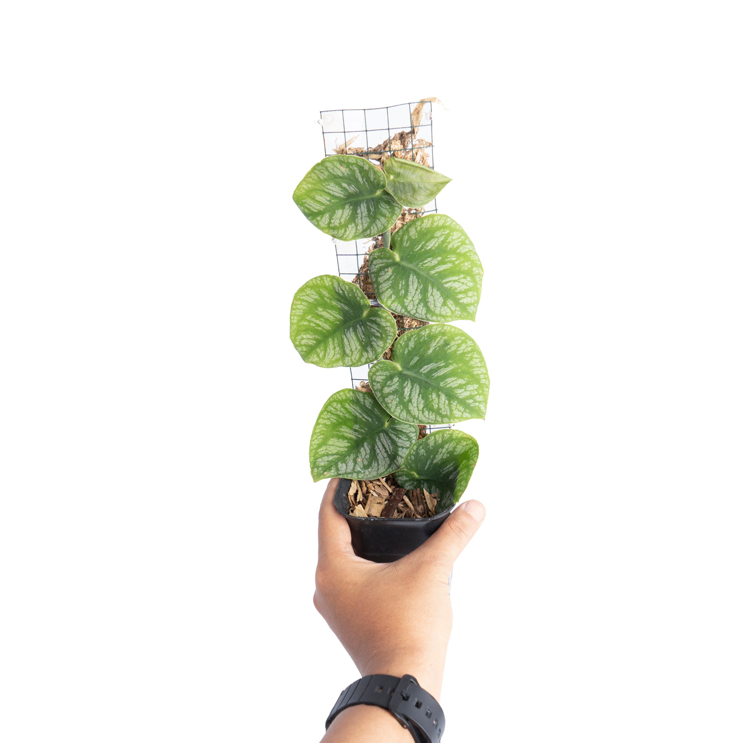 Monstera Dubia - Image 5