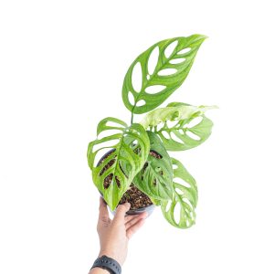 Monstera Esqueleto