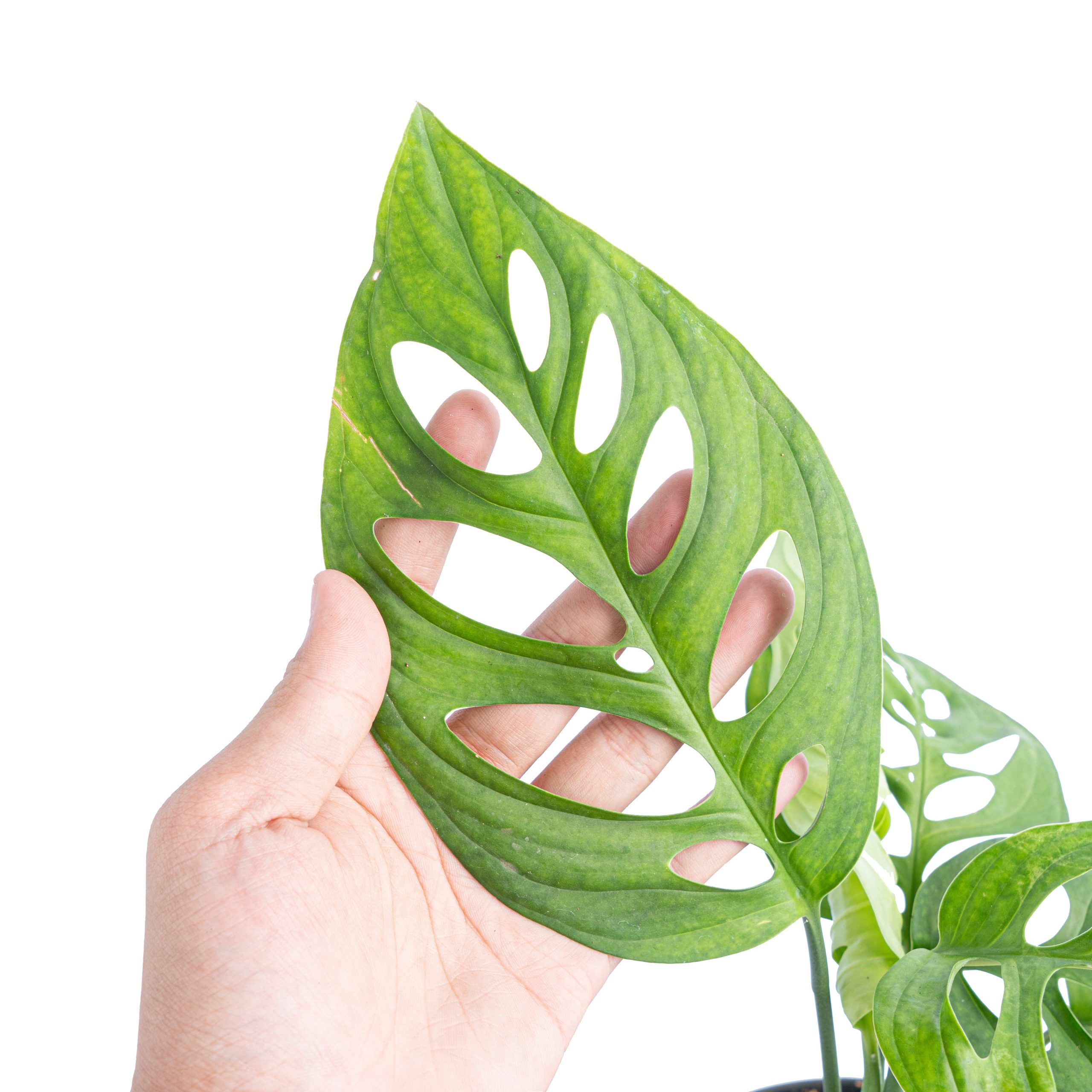 Monstera Esqueleto - Image 2