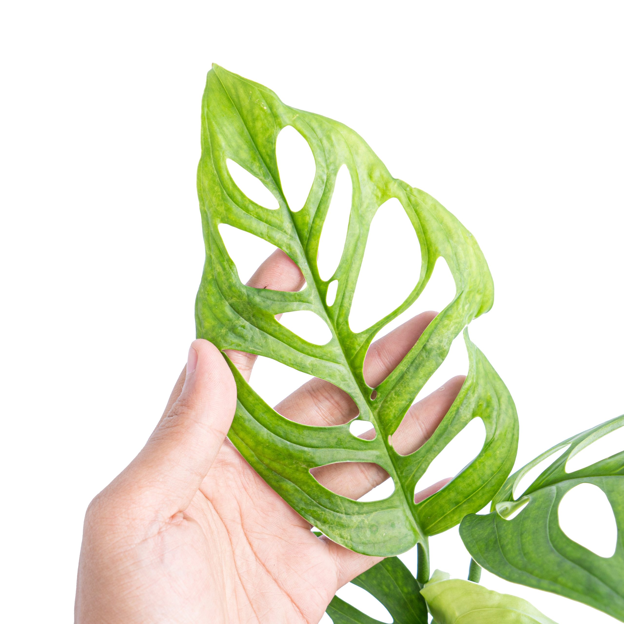 Monstera Esqueleto - Image 3