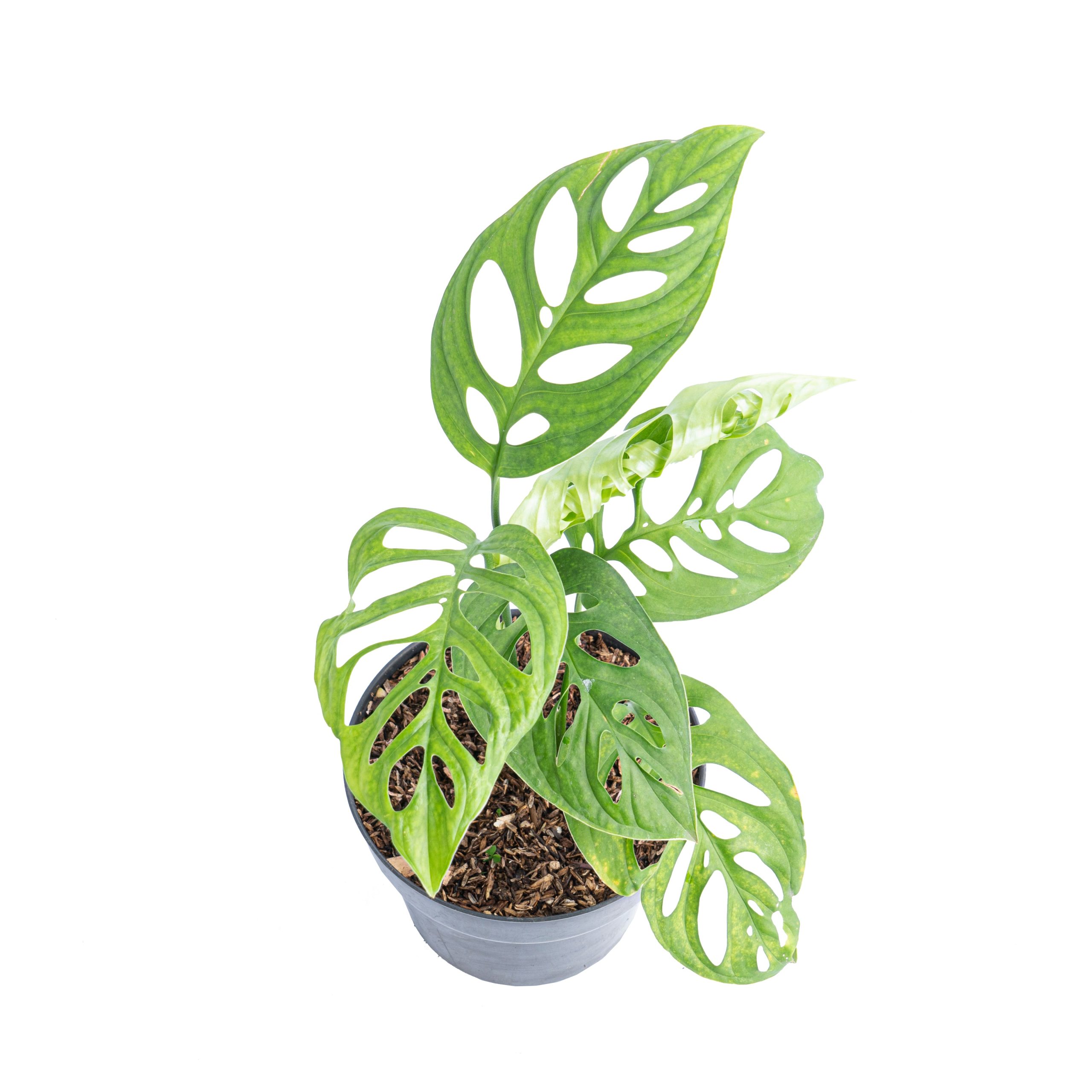 Monstera Esqueleto - Image 4