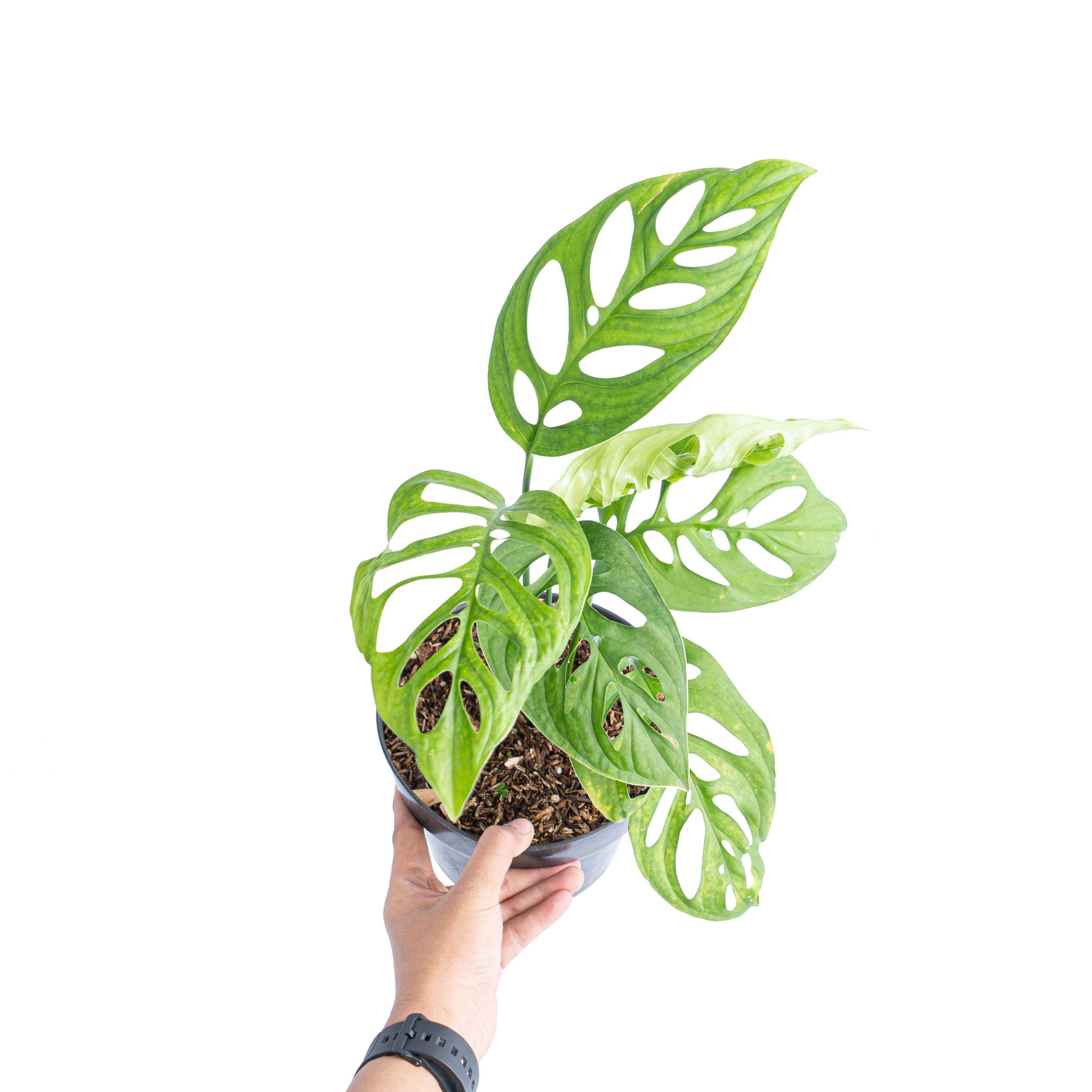 Monstera Esqueleto - Image 5