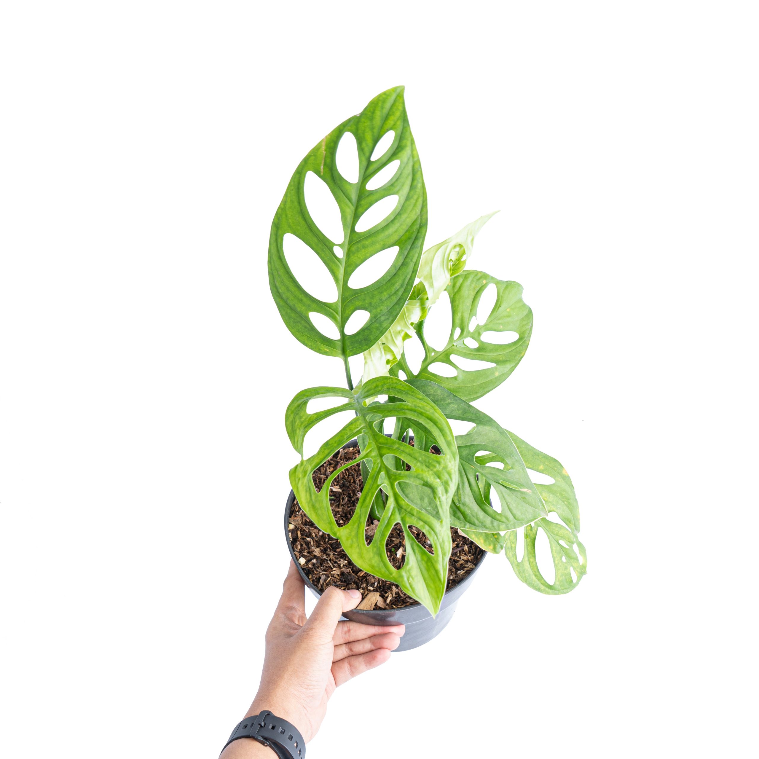 Monstera Esqueleto - Image 6