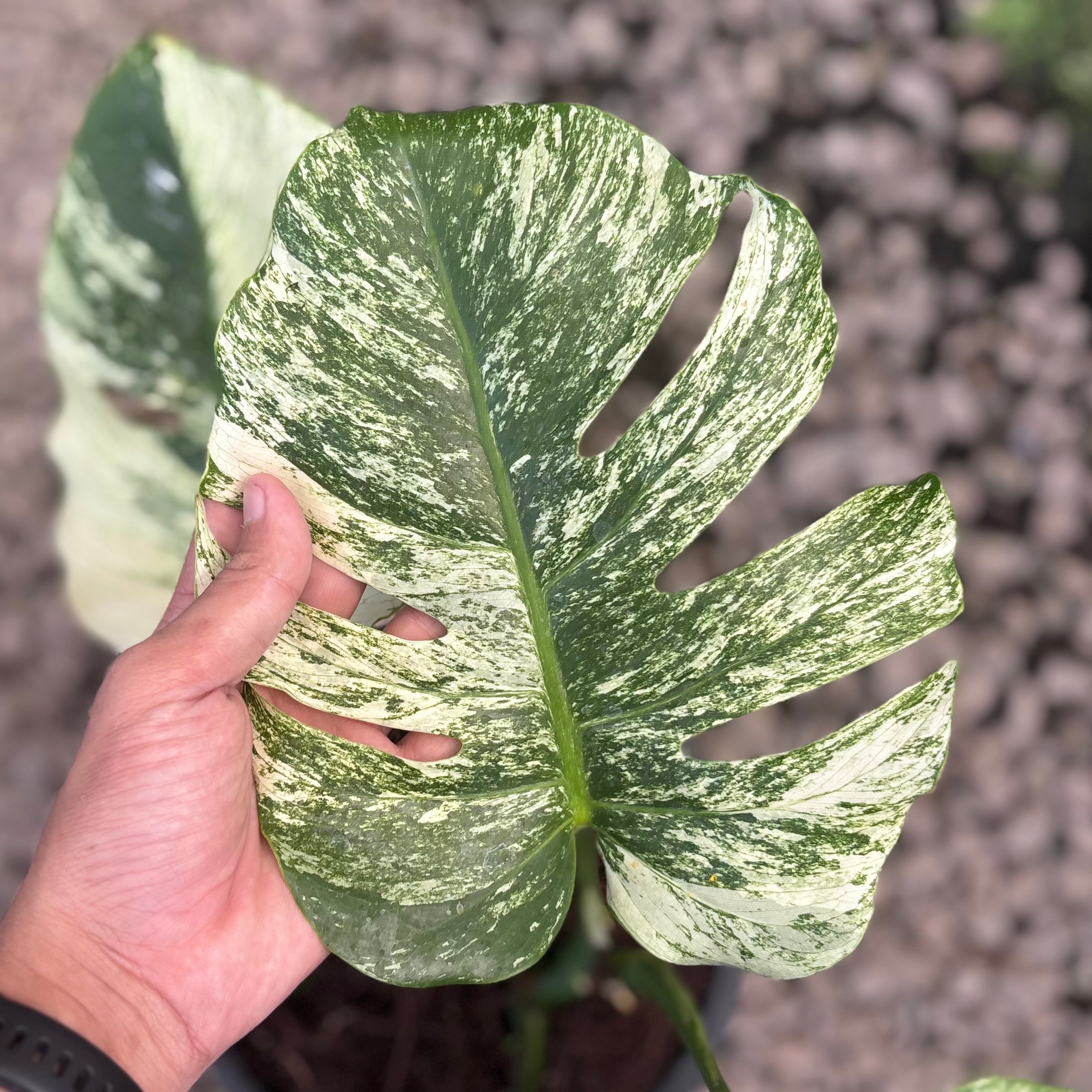 Monstera java sports - Image 2