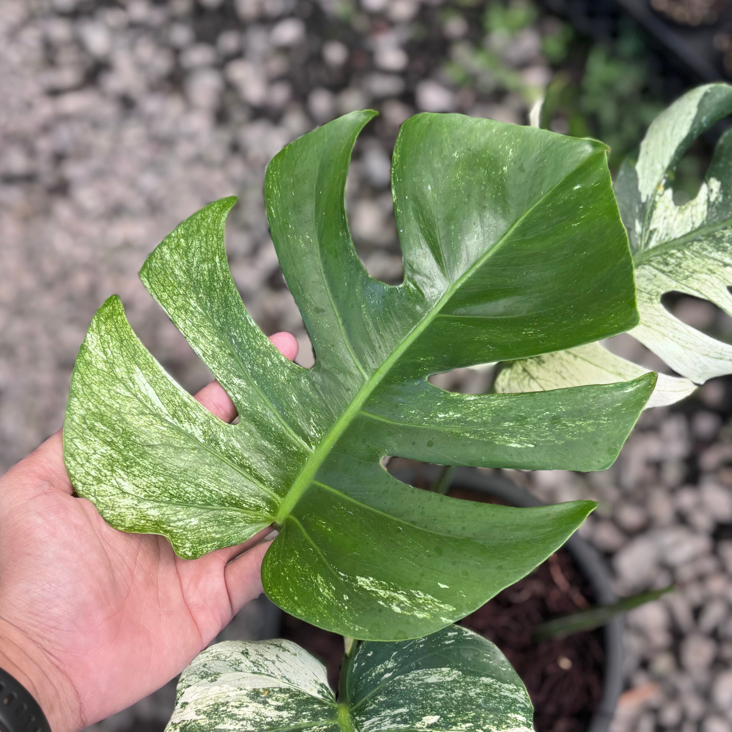 Monstera java sports - Image 3