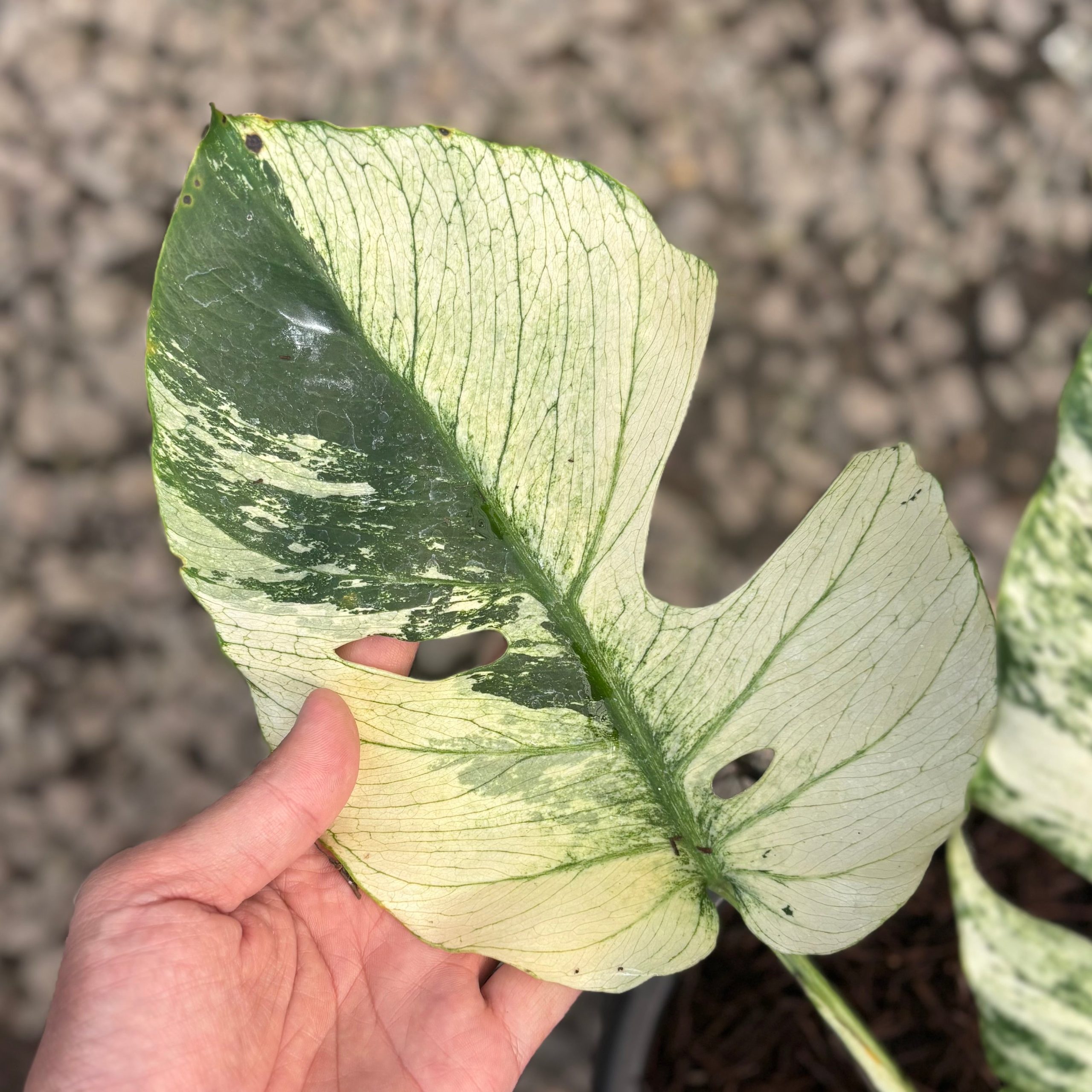 Monstera java sports - Image 4