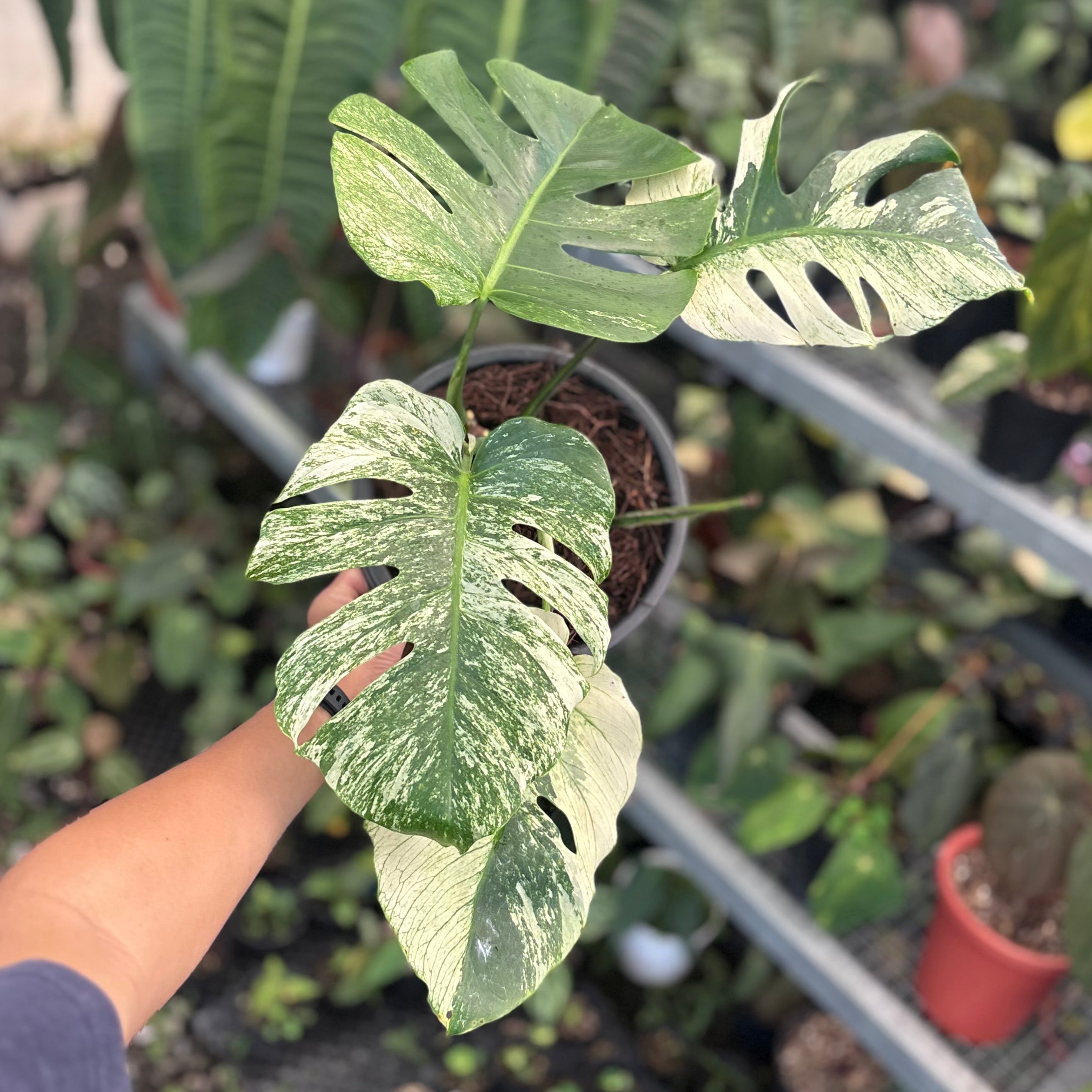 Monstera java sports - Image 5