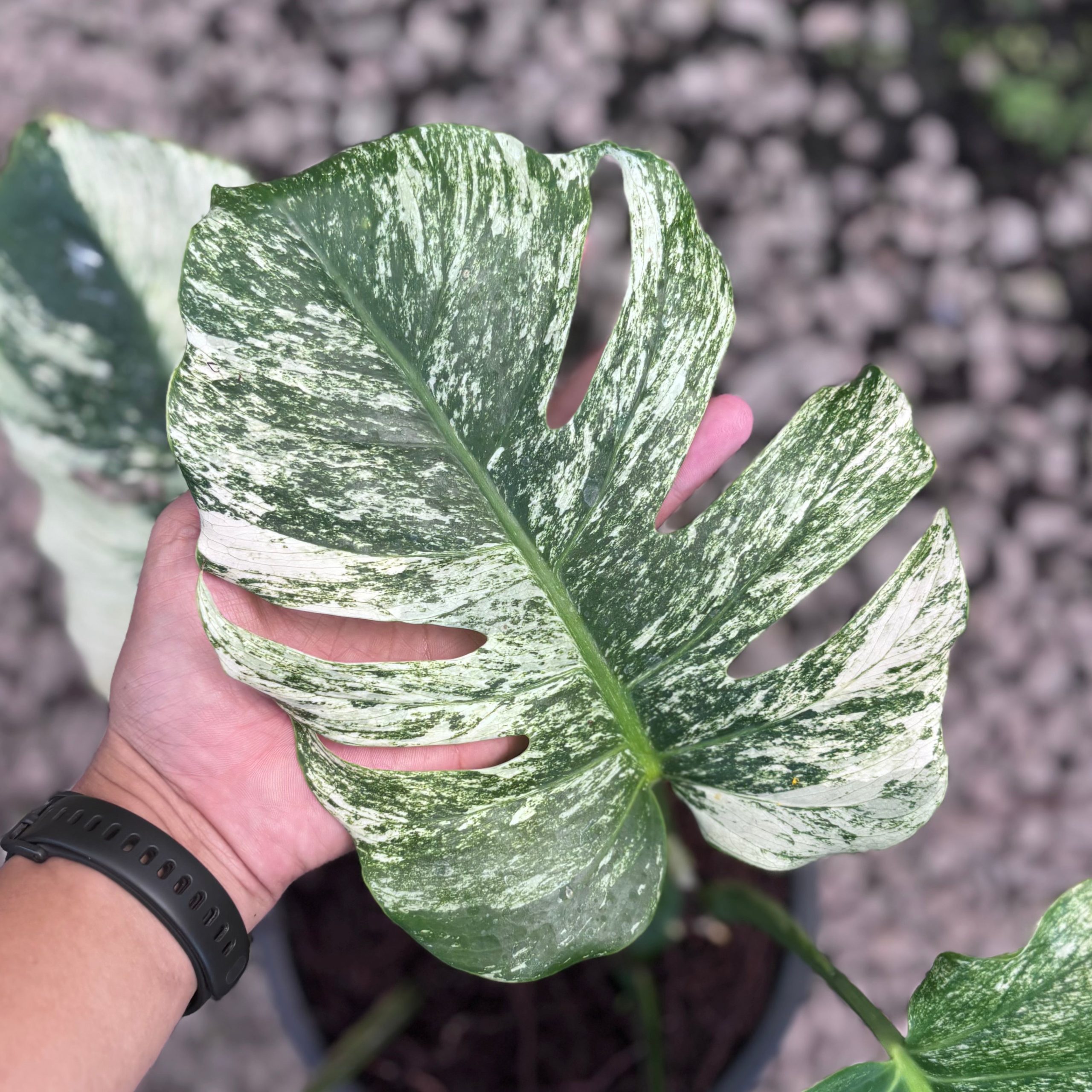 Monstera java sports - Image 6