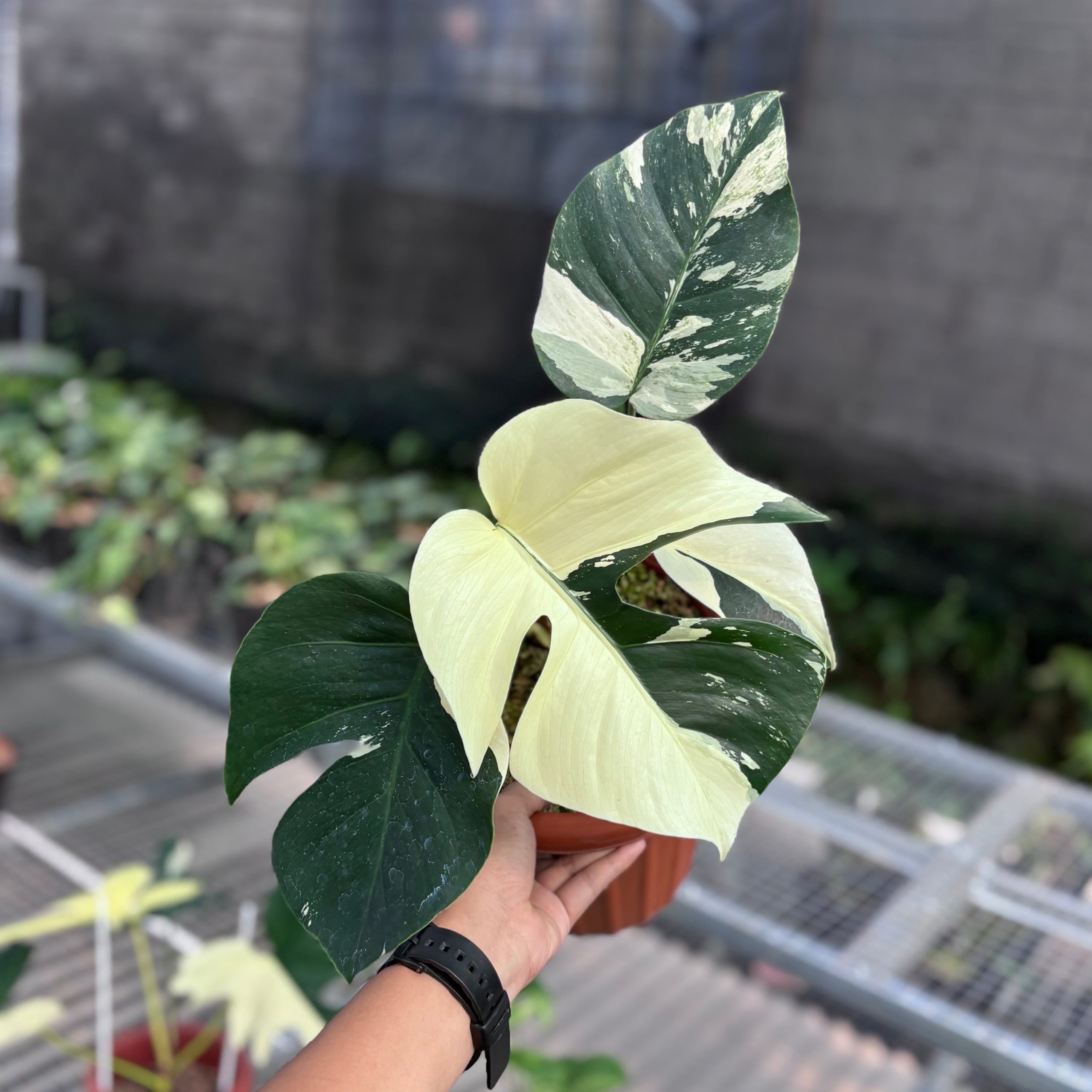 Monstera jungle mint NoiD variegated