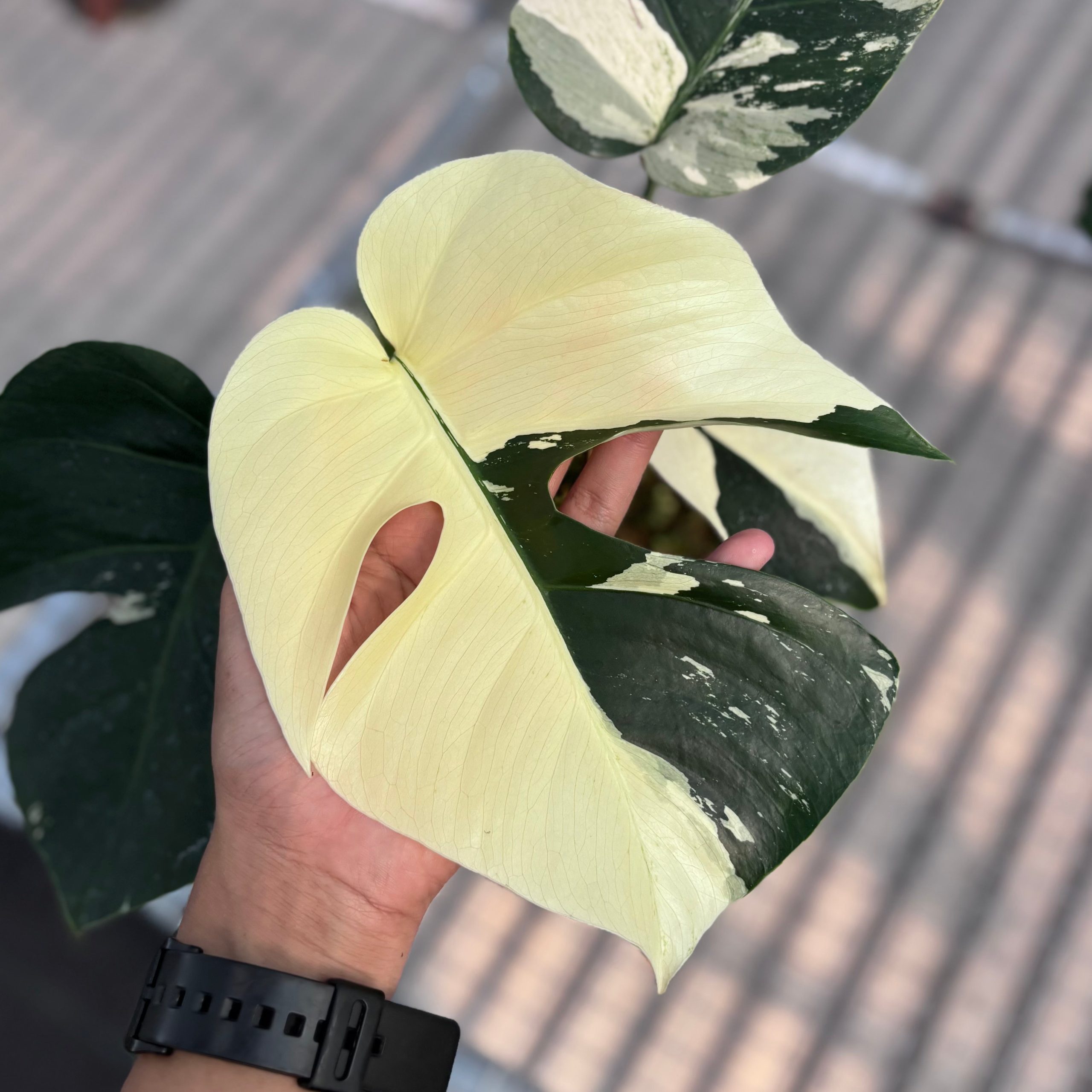 Monstera jungle mint NoiD variegated - Image 2