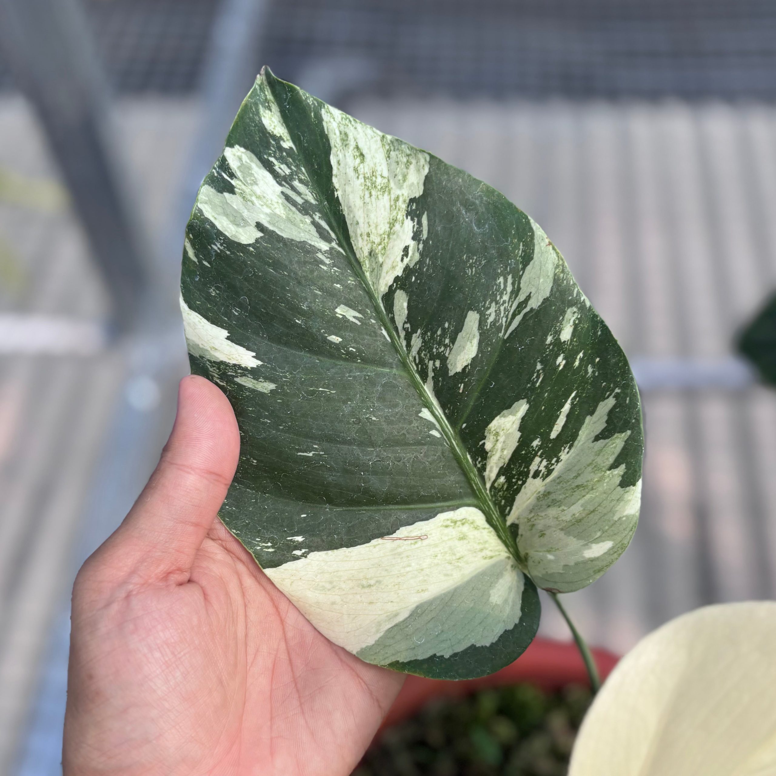 Monstera jungle mint NoiD variegated - Image 3