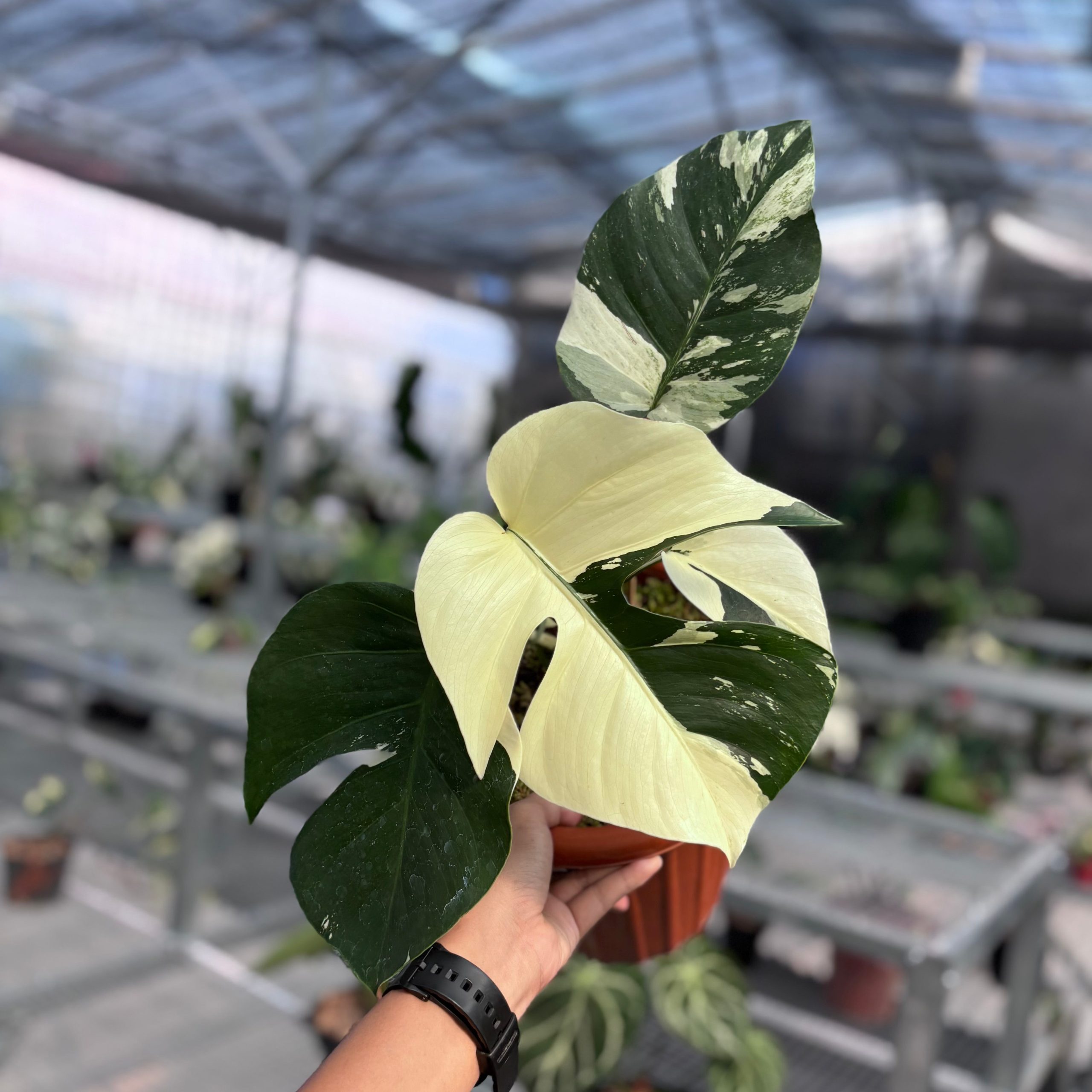 Monstera jungle mint NoiD variegated - Image 4