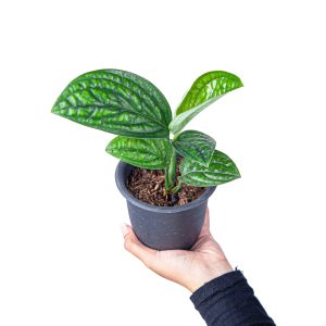 Monstera Karstenianum